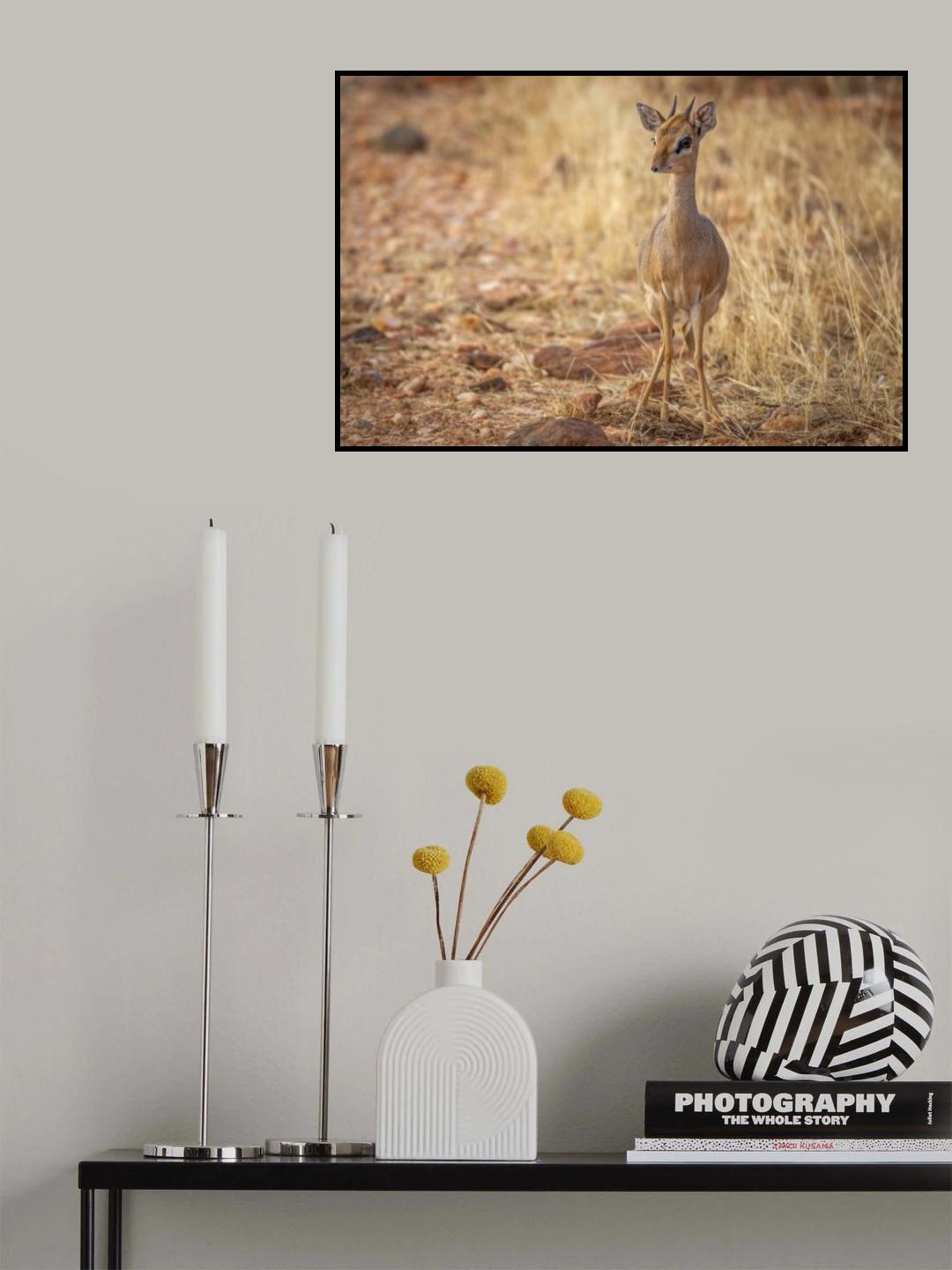 Nature's most fragile antelope Poster och Canvastavla