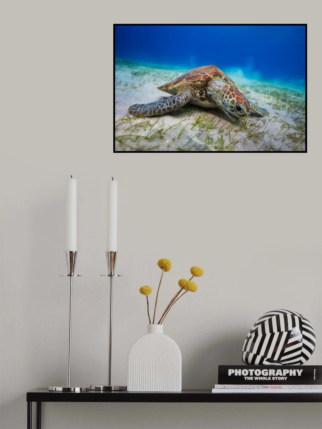 Green turtle Poster och Canvastavla