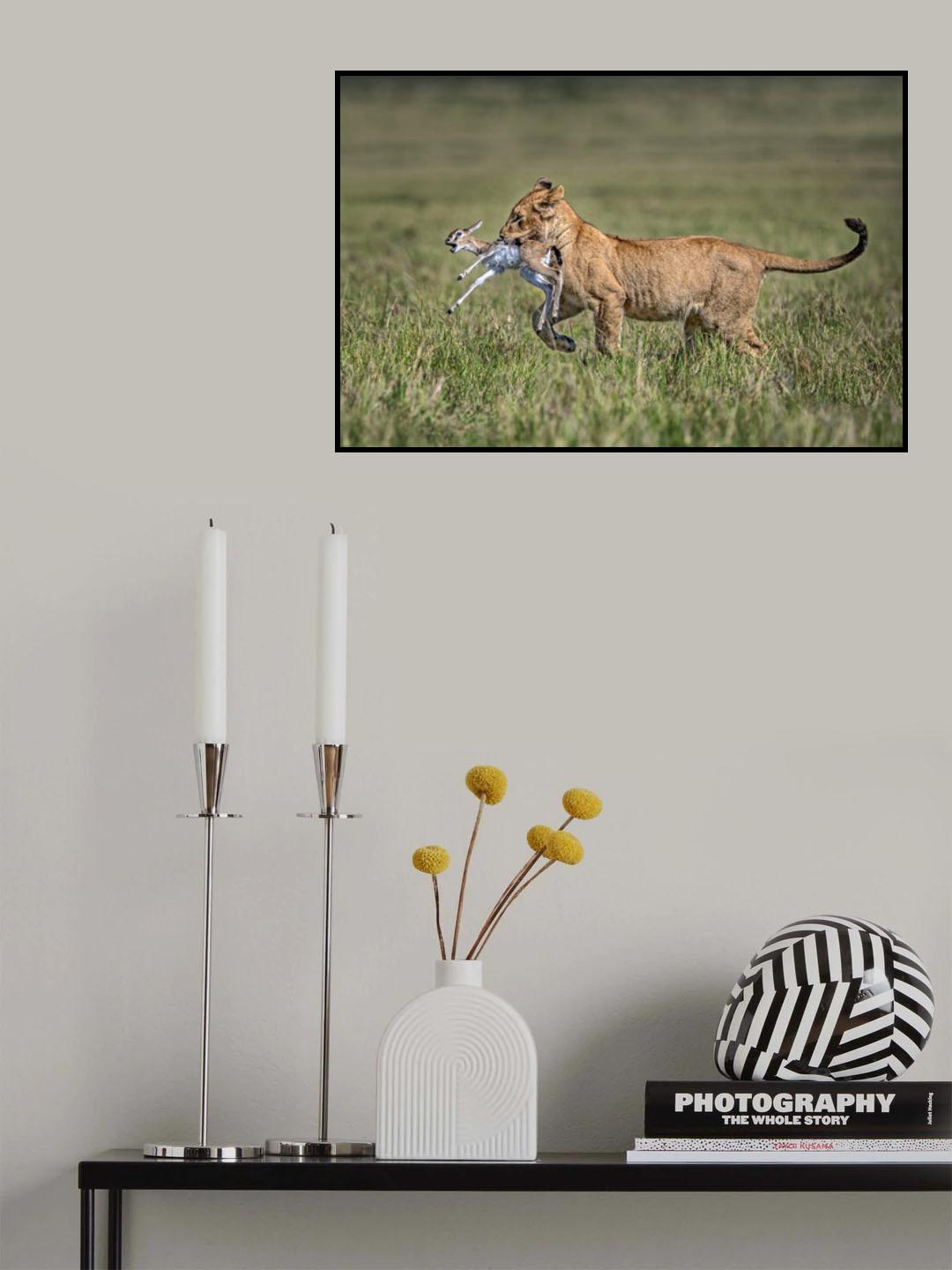 Lion cub with gazelle Poster och Canvastavla