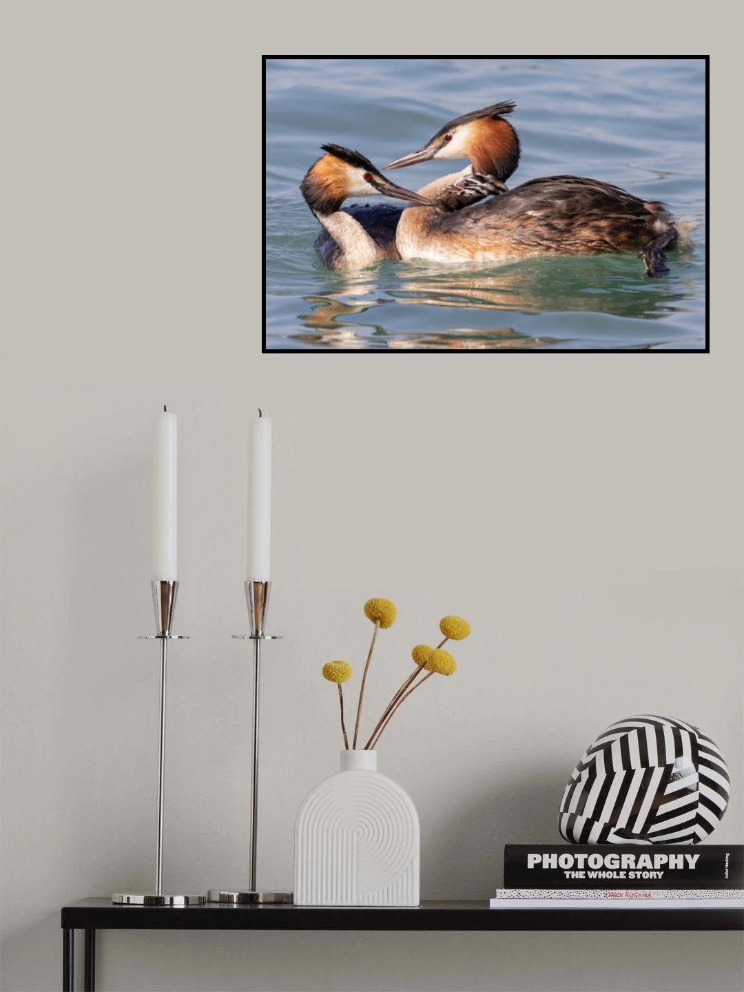 Grebe Family Poster och Canvastavla