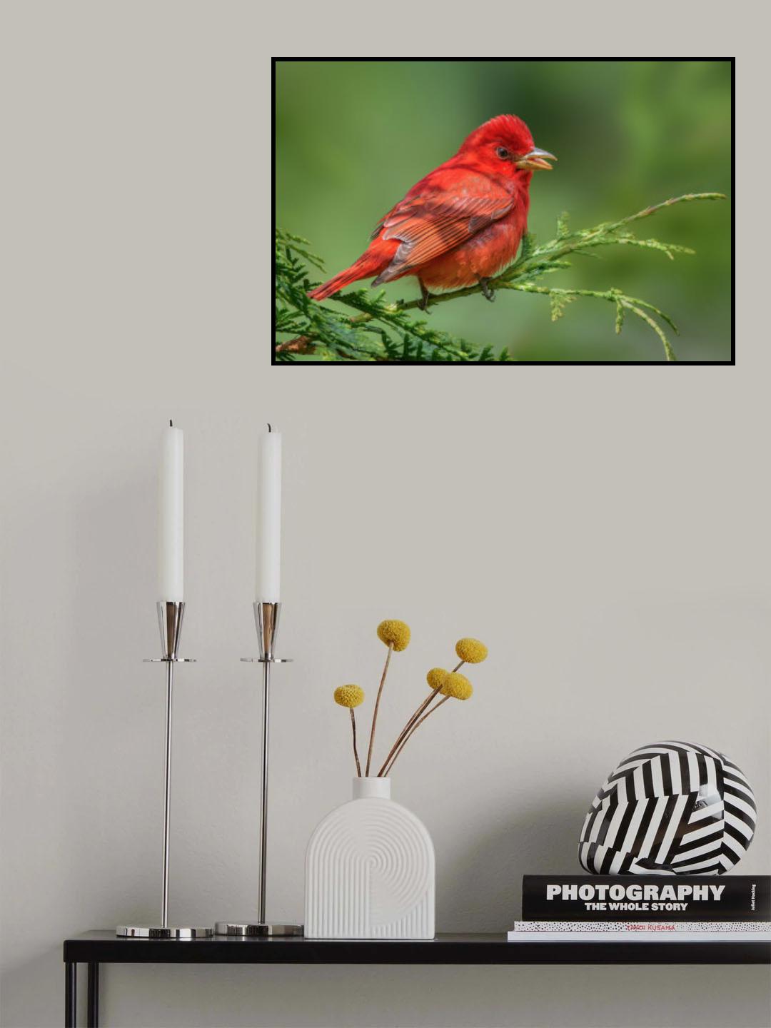 Summer Tanager Poster och Canvastavla