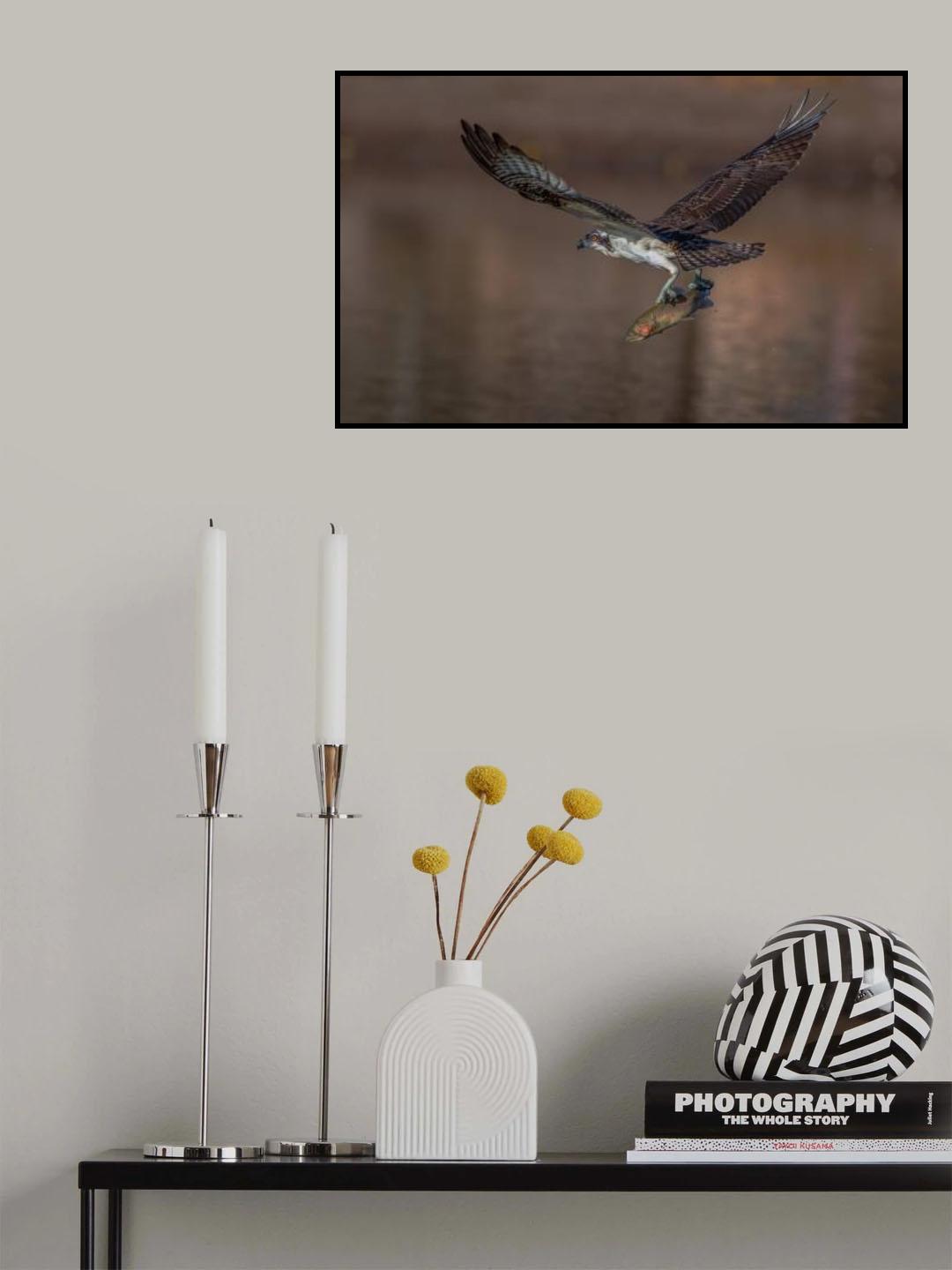 Osprey and fish Poster och Canvastavla