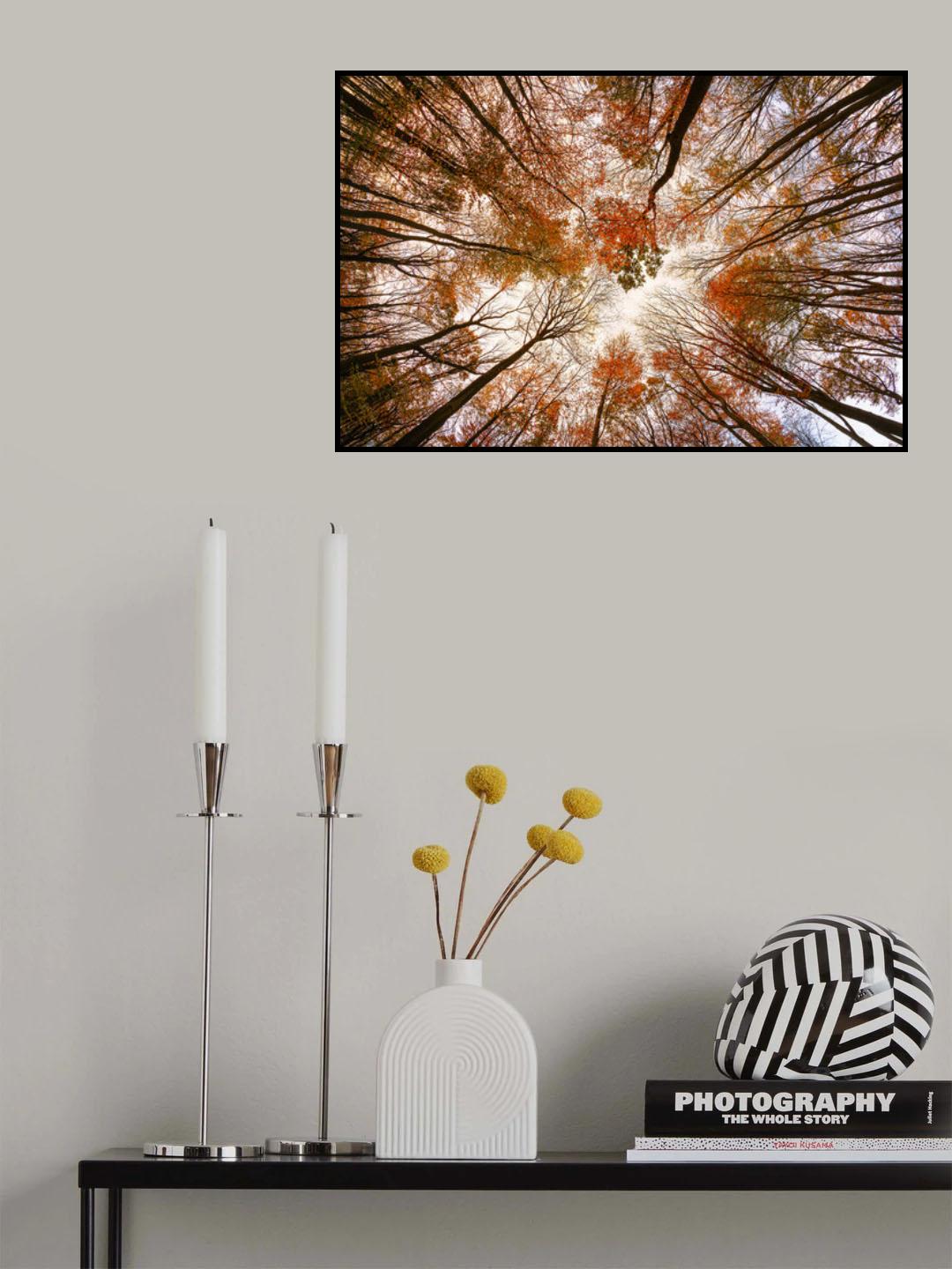 Autumn Trees Poster och Canvastavla