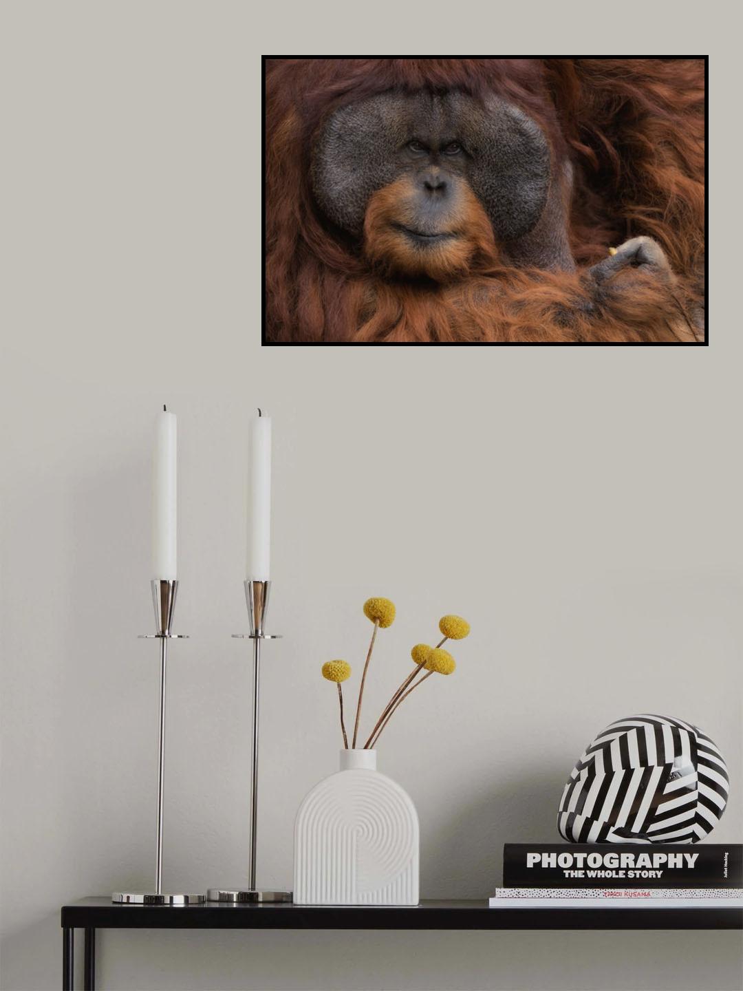 Orang Utan Poster och Canvastavla