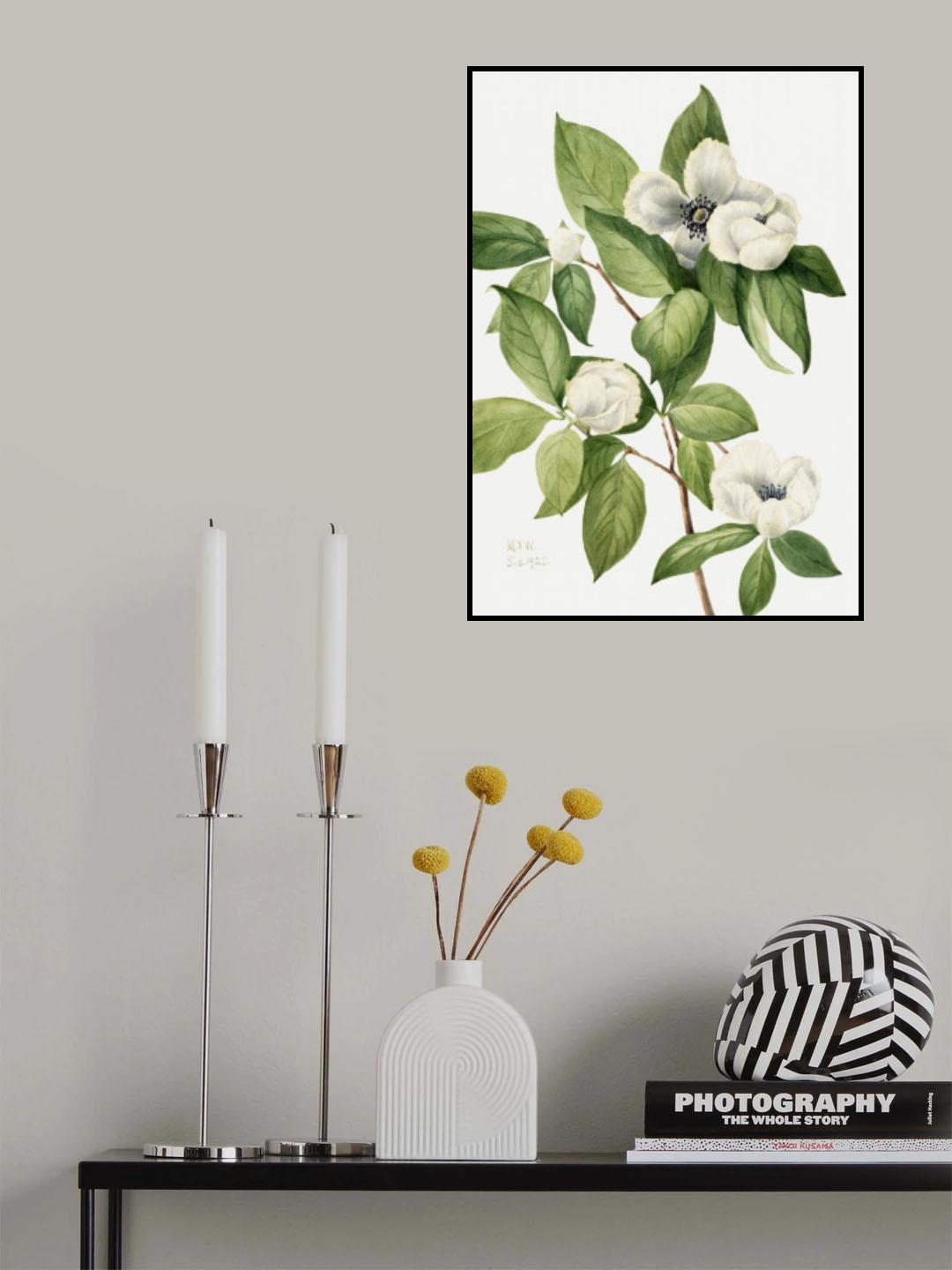 Virginia Stewartia (1925) Poster och Canvastavla