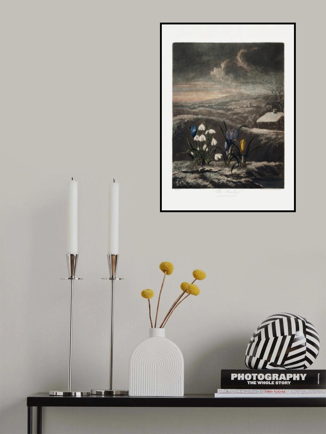 The Snowdrops from The Temple of Flora (1807) Poster och Canvastavla