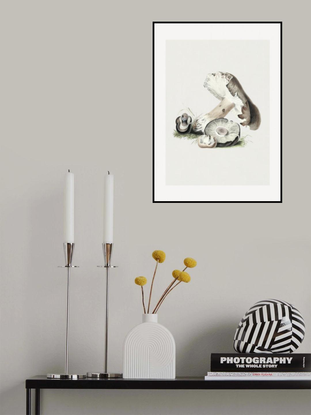 Vintage Agaricus Augustus Mushroom 50x70 Poster och Canvastavla