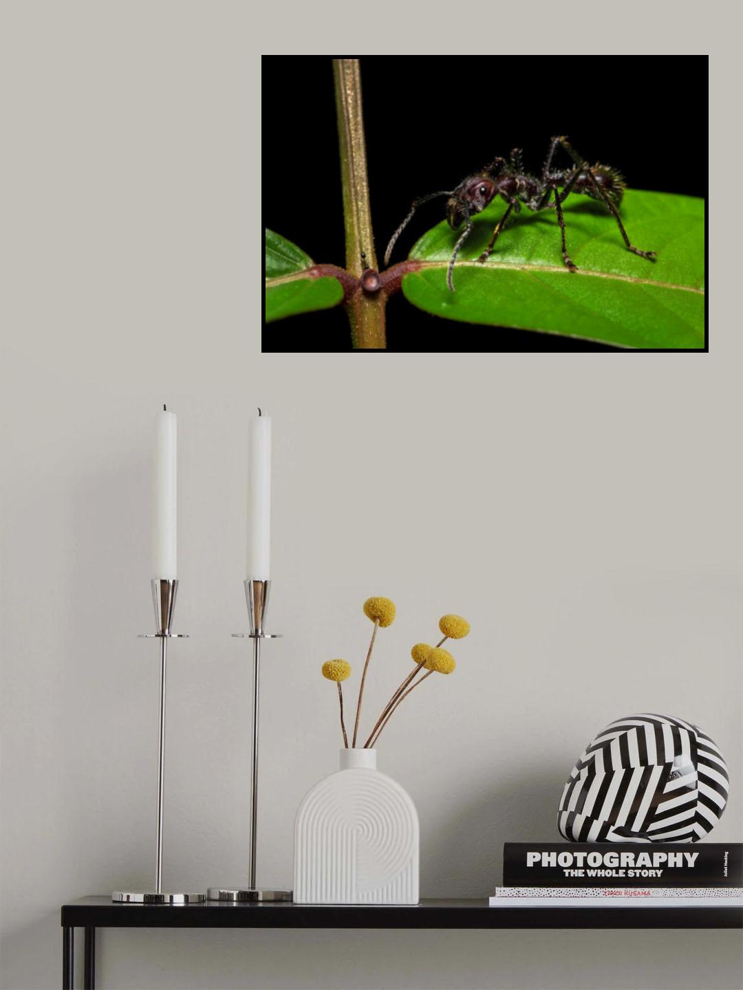 Paraponera clavata Poster och Canvastavla