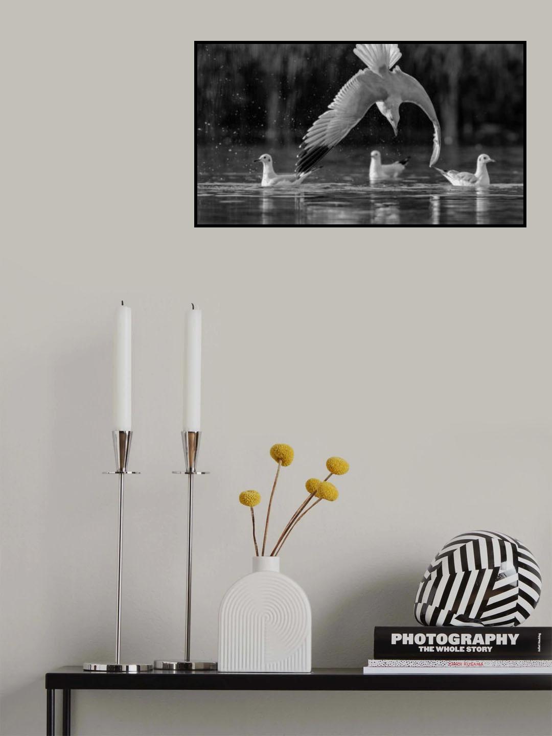 Seagulls Poster och Canvastavla
