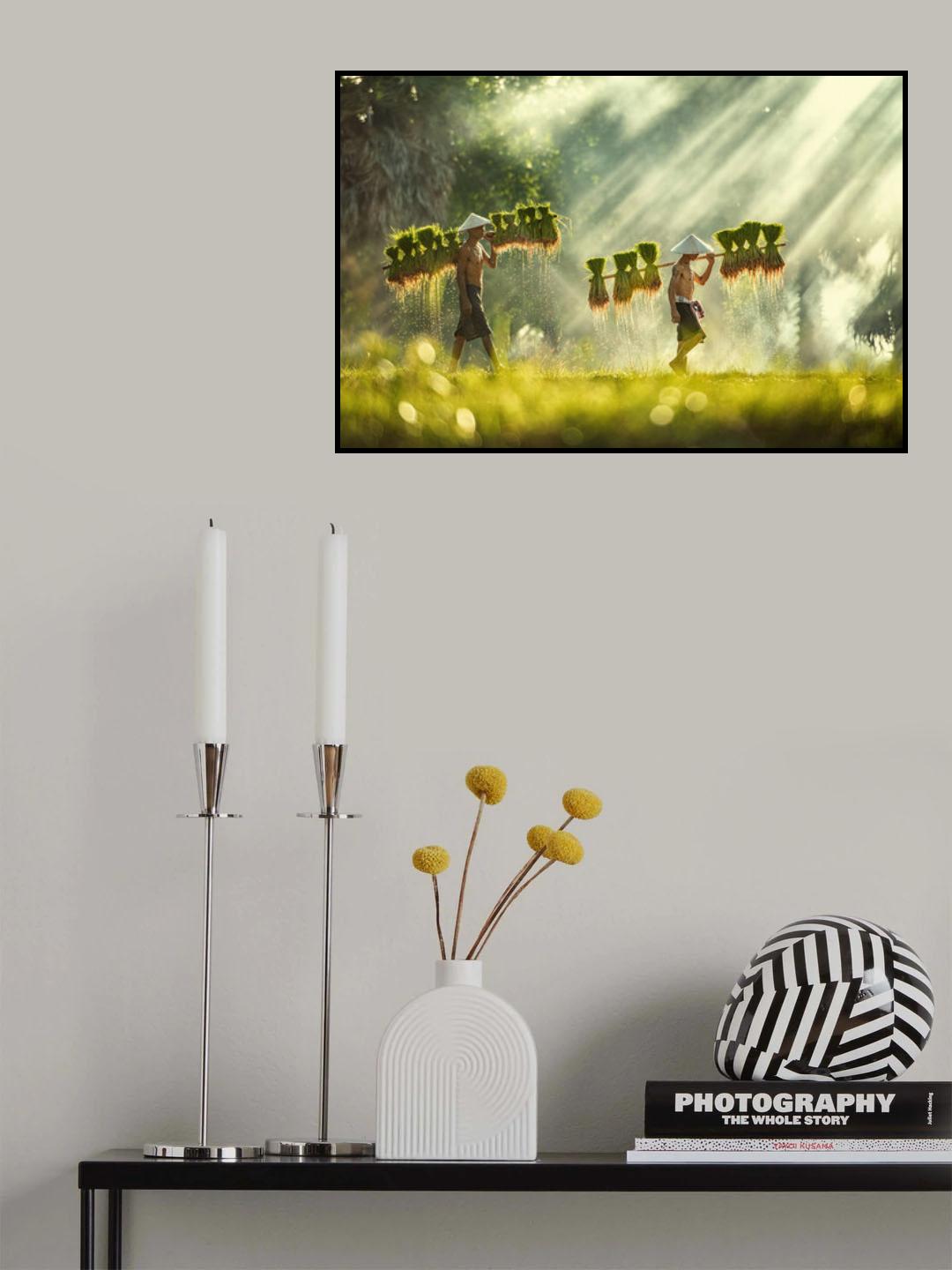 Thailand farmers rice planting and grow rice in the rainy season Poster och Canvastavla