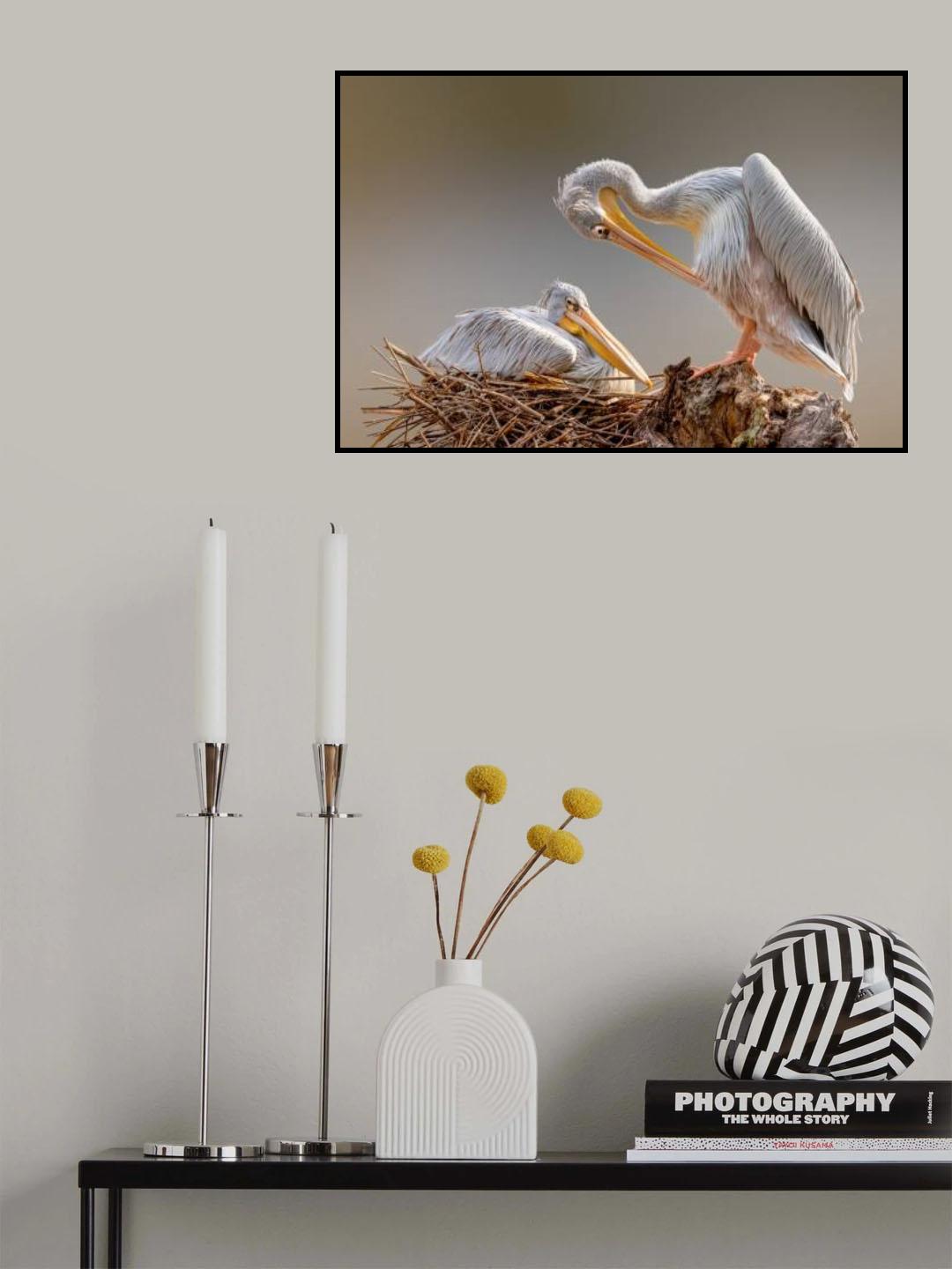 Nesting Pelican Poster och Canvastavla