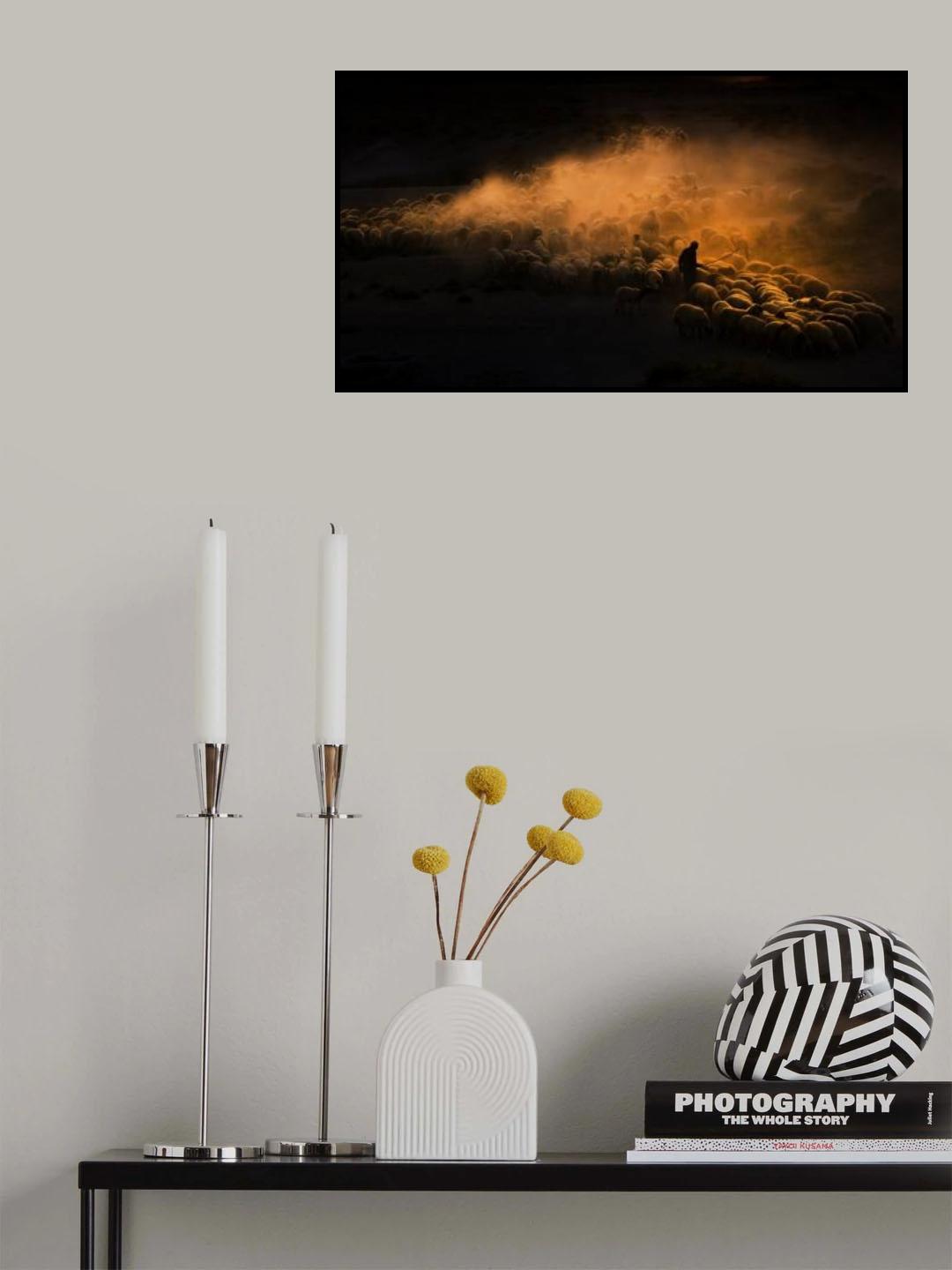 Herd of sheep Poster och Canvastavla