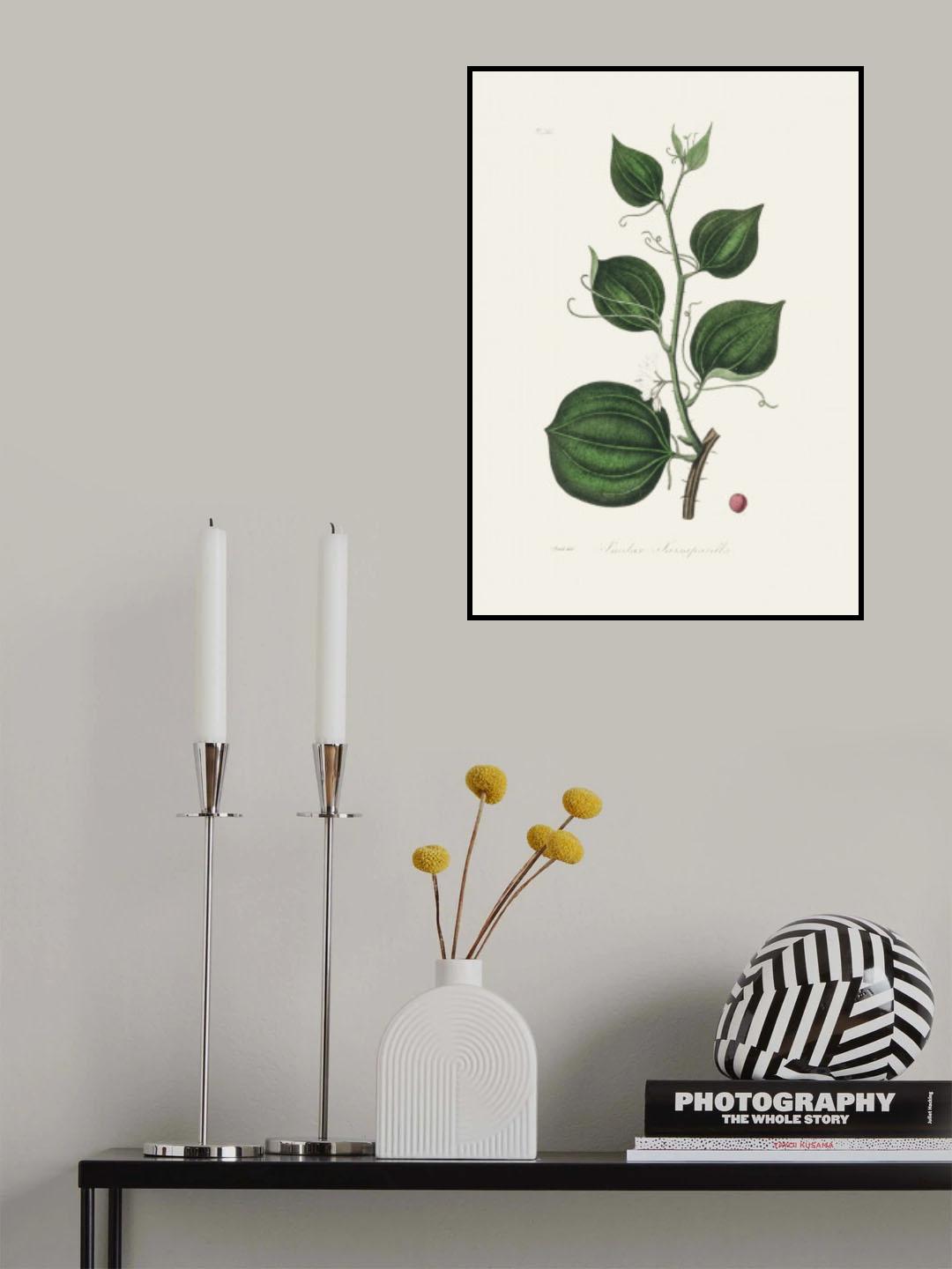 Lmilax Larsaparilla Medical Botany Poster och Canvastavla