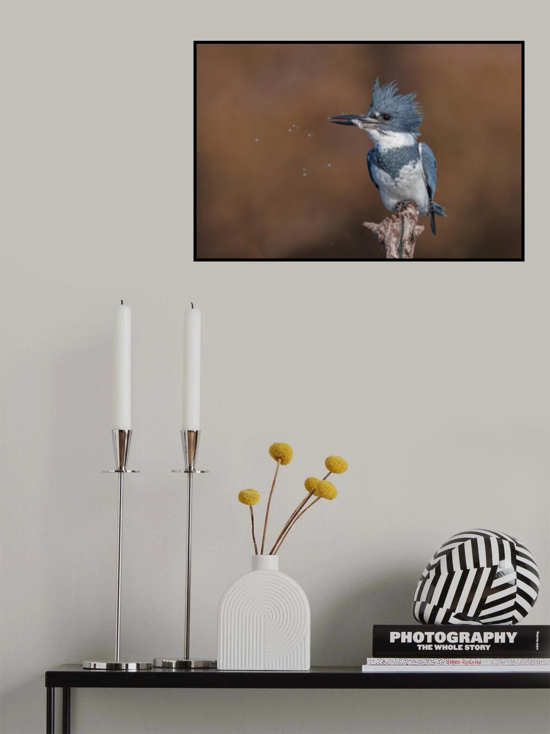 Belted Kingfisher Poster och Canvastavla