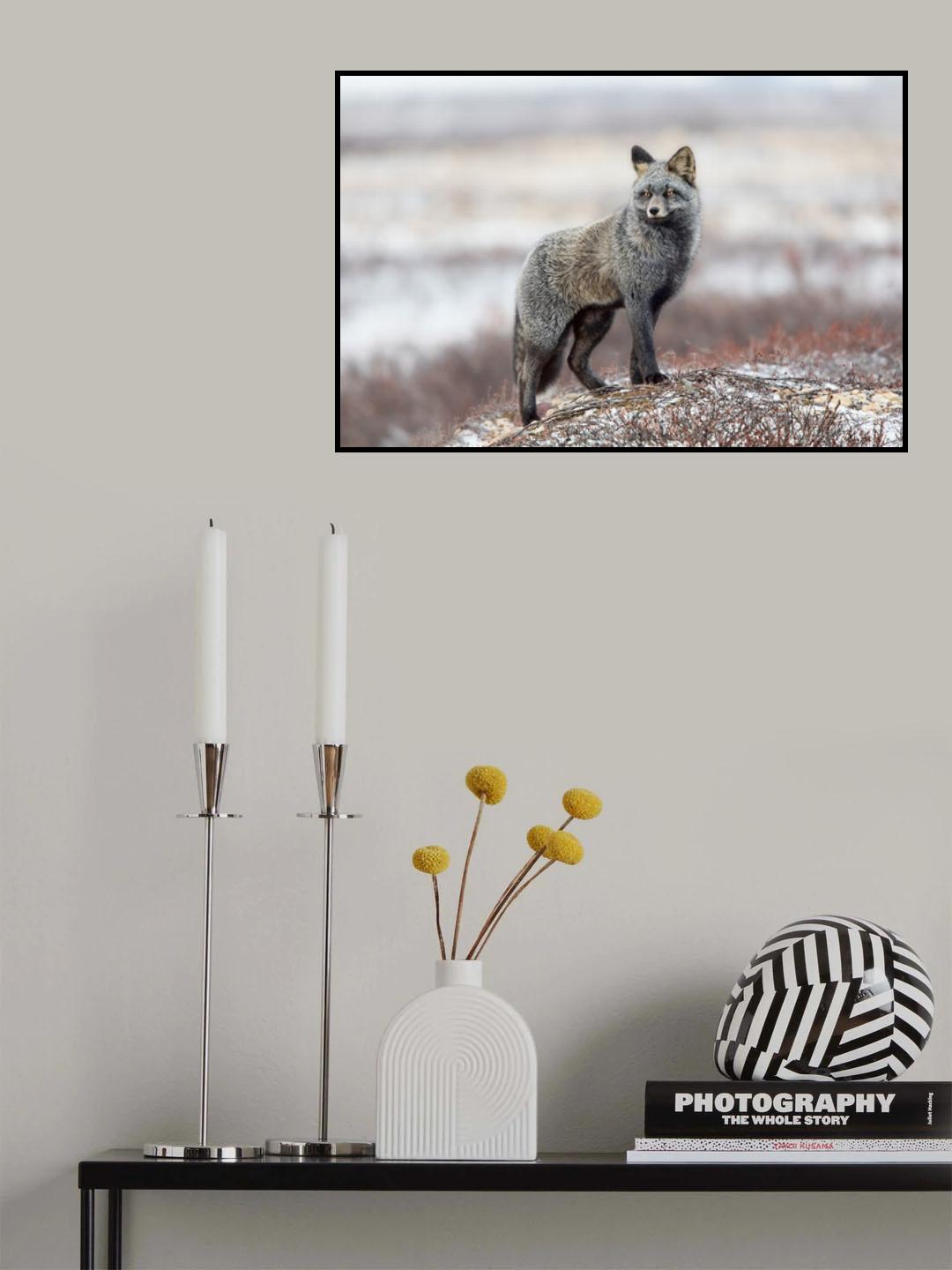 Cross Fox Poster och Canvastavla