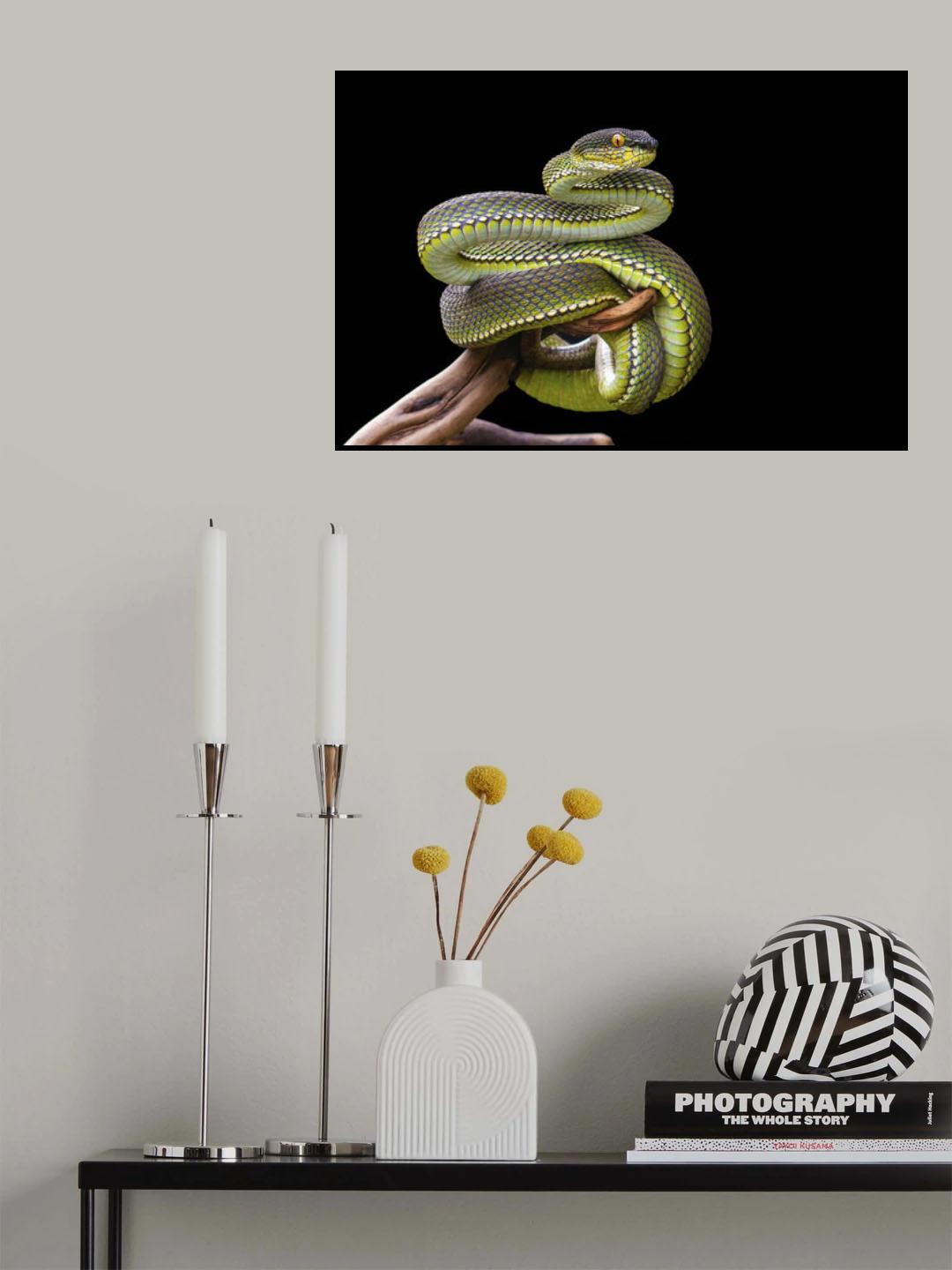 White lipped Viper in pose Poster och Canvastavla