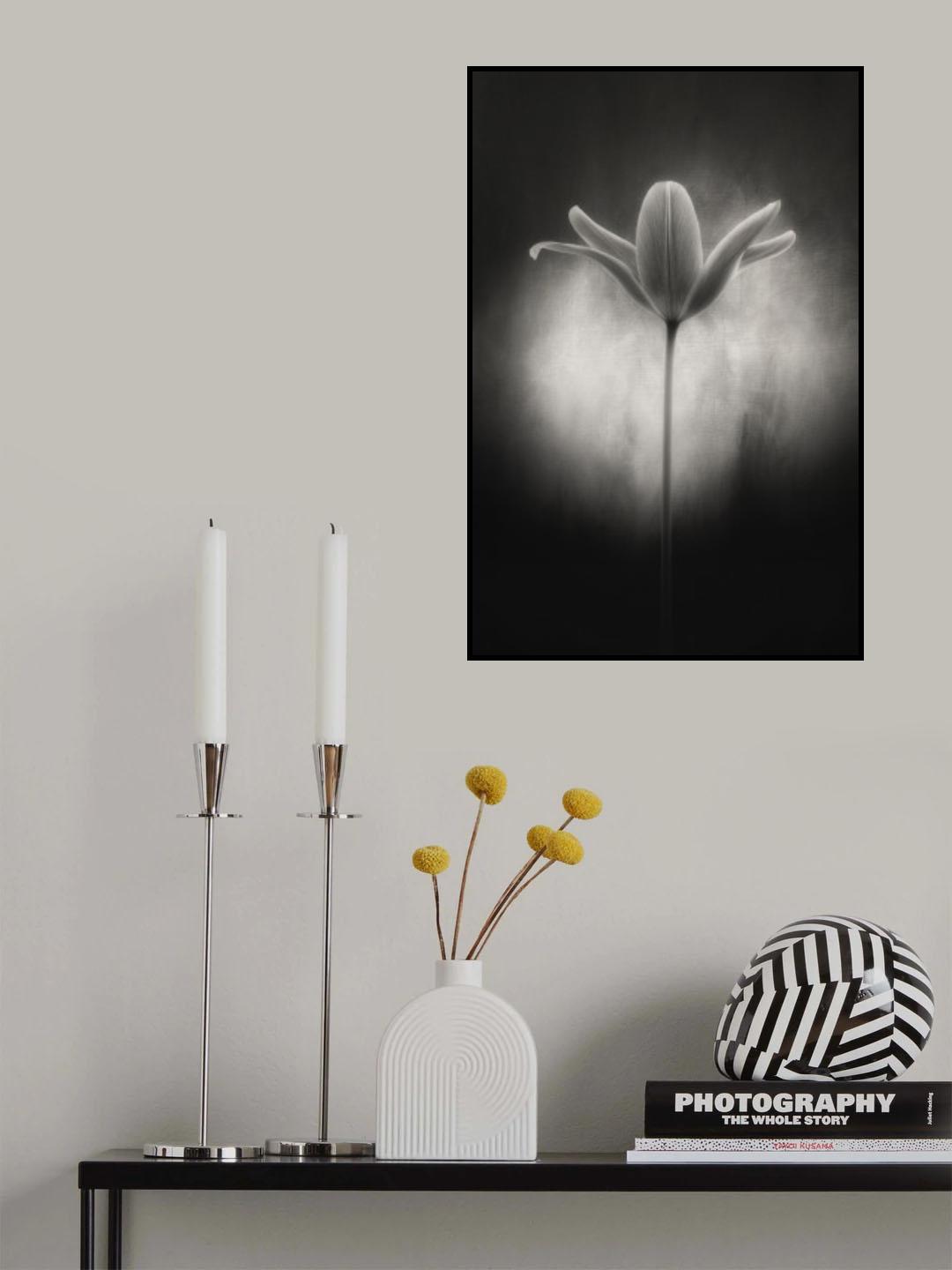 Tulip in black and white Poster och Canvastavla