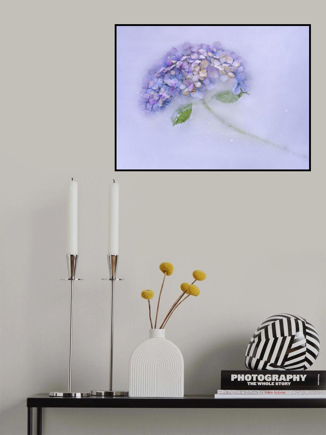 Hidrangen flower among the ice. Poster och Canvastavla