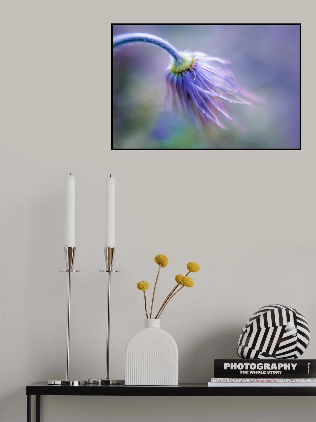 Pasque Flower's finals Poster och Canvastavla