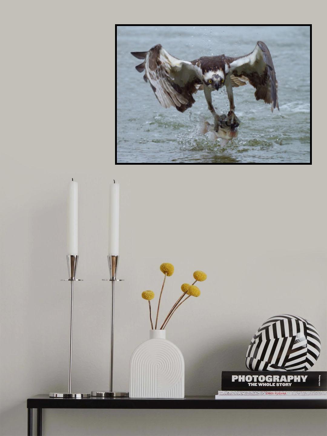 Osprey with catch Poster och Canvastavla