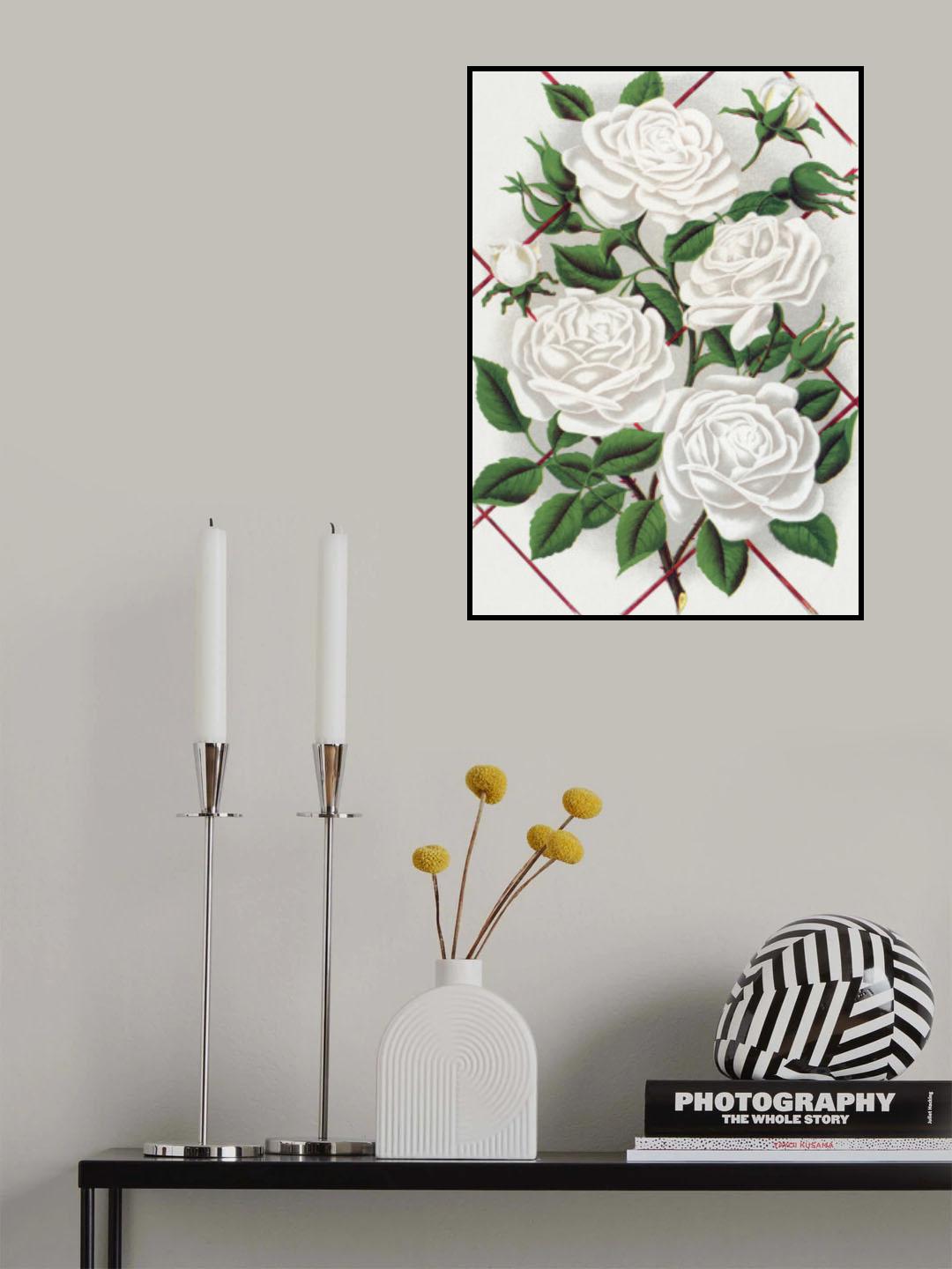 White Rose, Baltimore Belle Lithograph Poster och Canvastavla