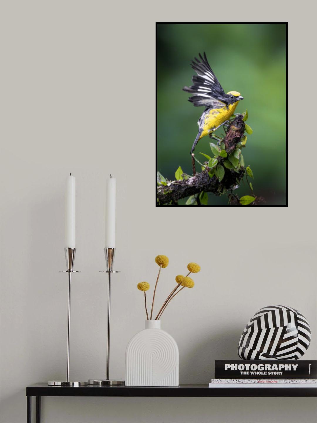 Thick-billed Euphonia Poster och Canvastavla