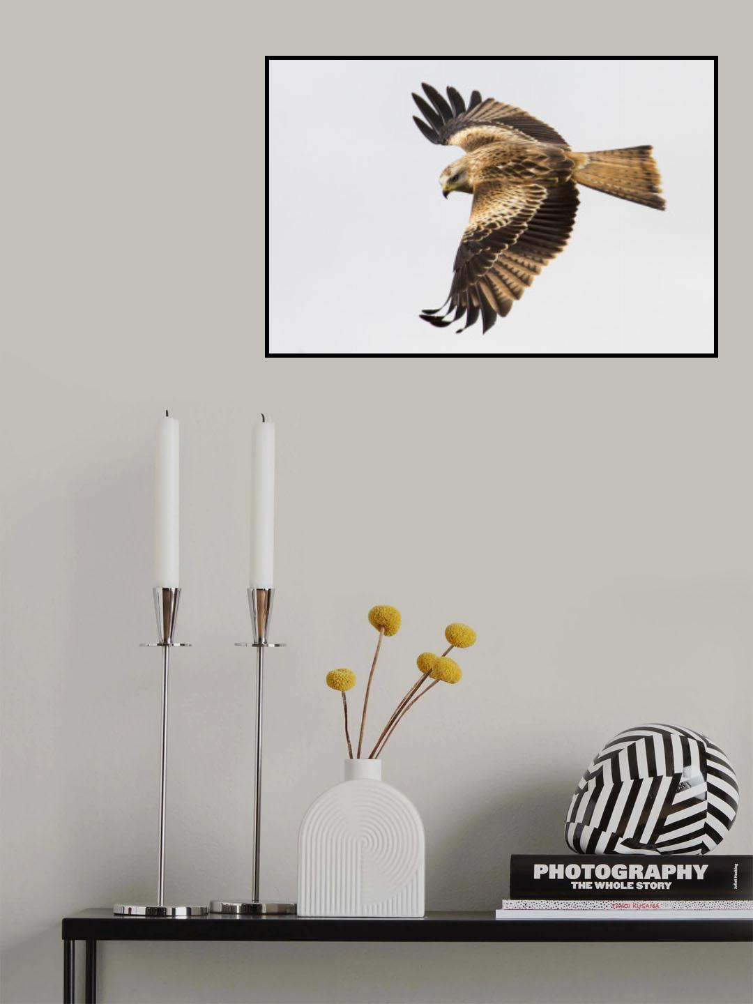 Milvus milvus. Poster och Canvastavla