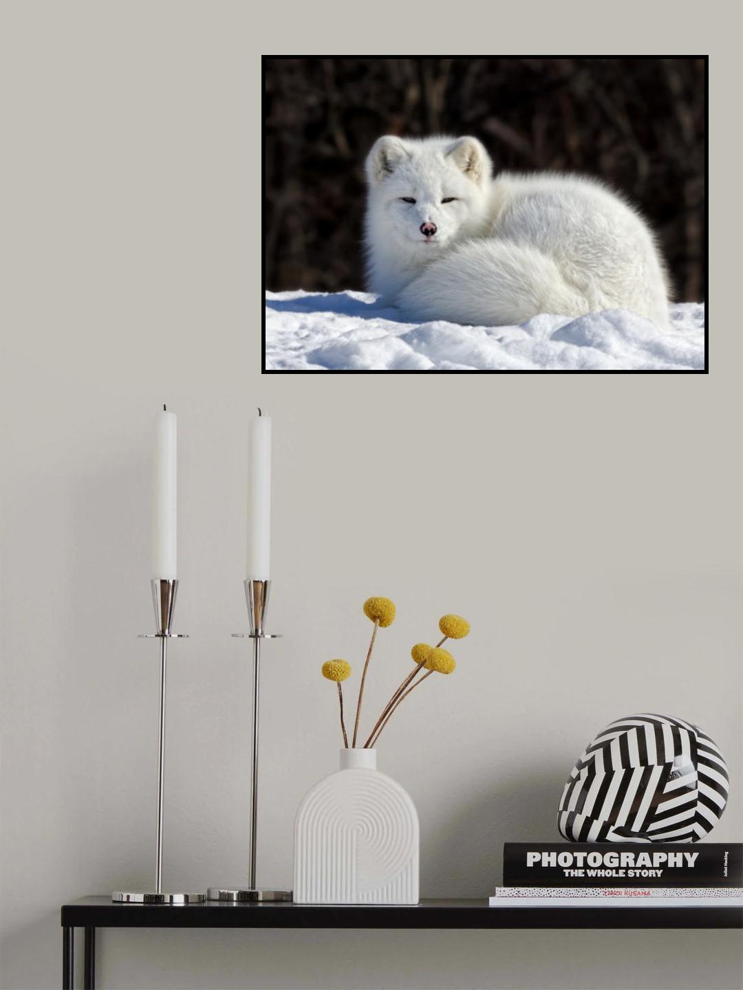 Arctic Fox Poster och Canvastavla