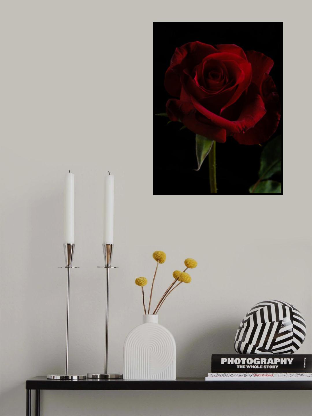 a beautiful red rose Poster och Canvastavla
