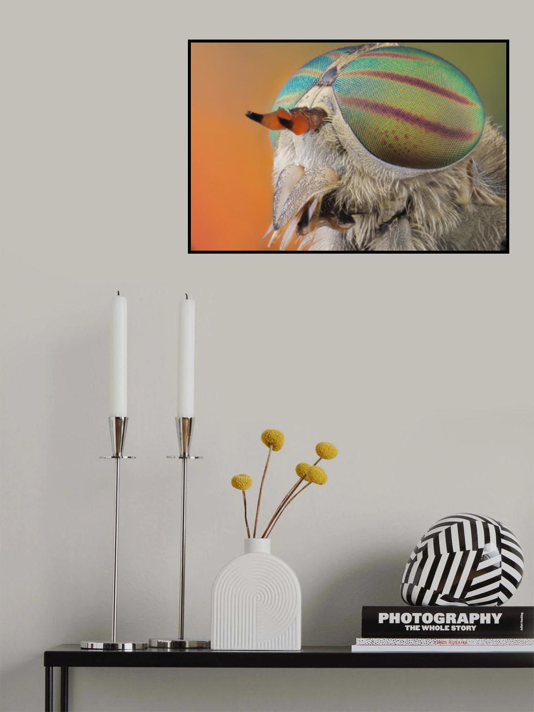 horse fly-tabanus tropicus Poster och Canvastavla