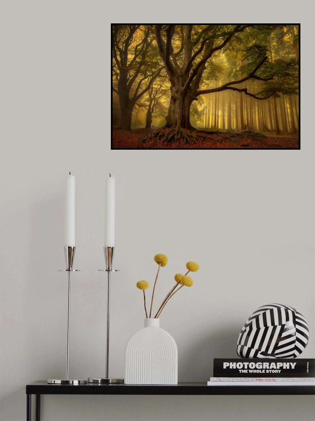 Old tree...... Poster och Canvastavla