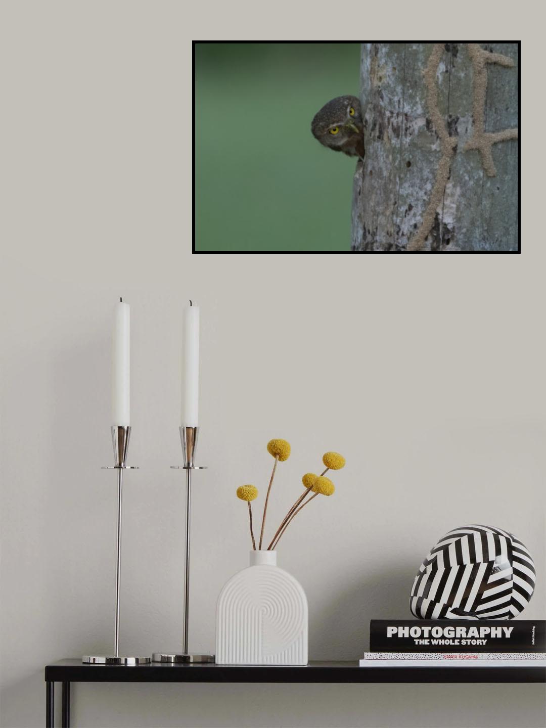 A fist sized owl in a tree hole Poster och Canvastavla