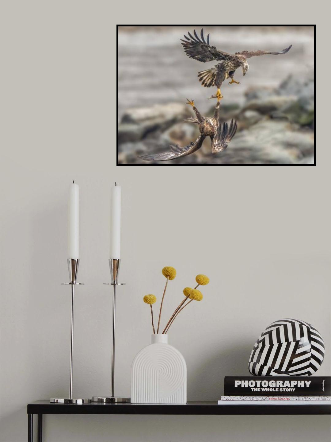 Juvenile eagles are fighting for fish Poster och Canvastavla