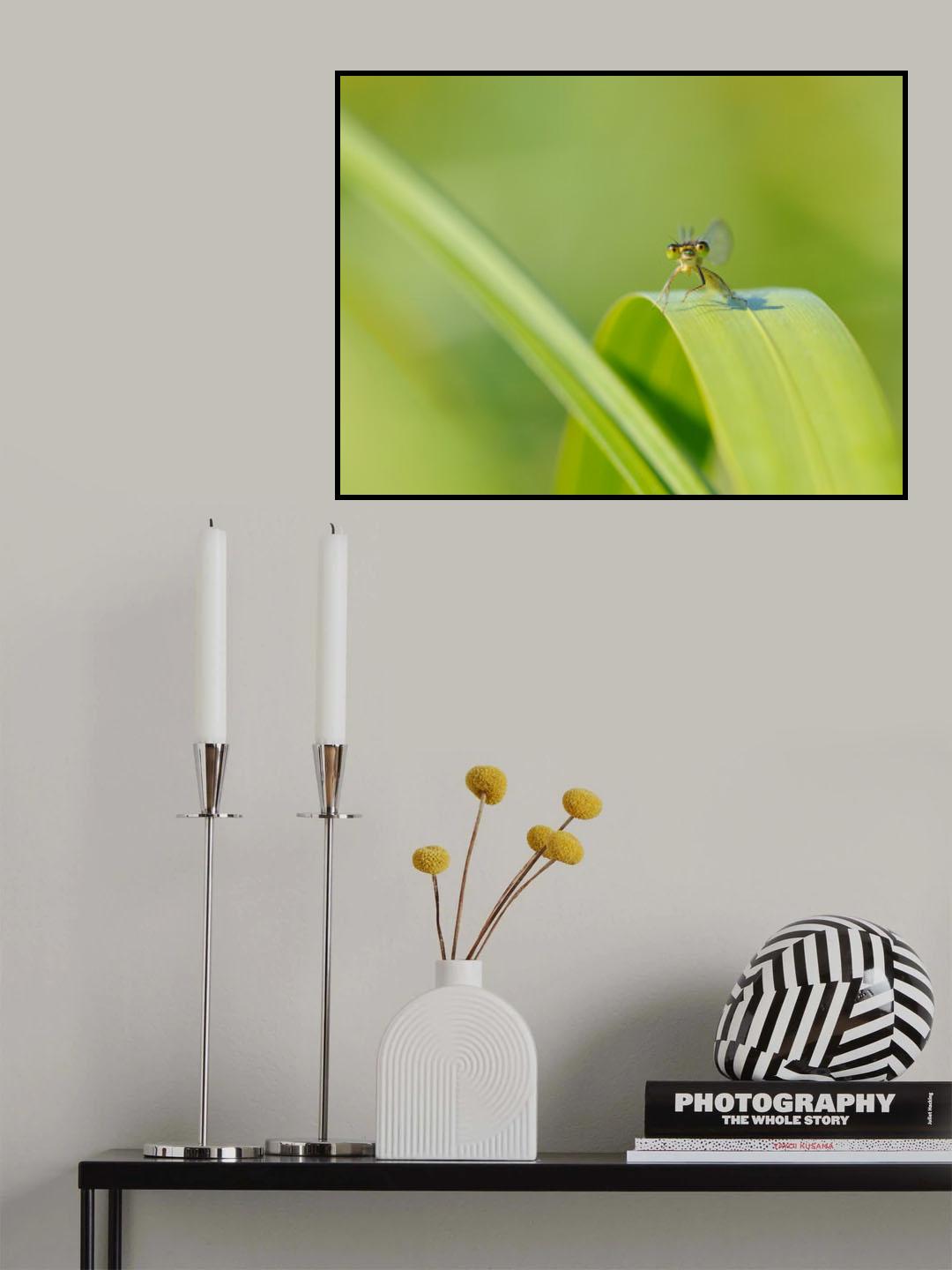 Green eyes Poster och Canvastavla