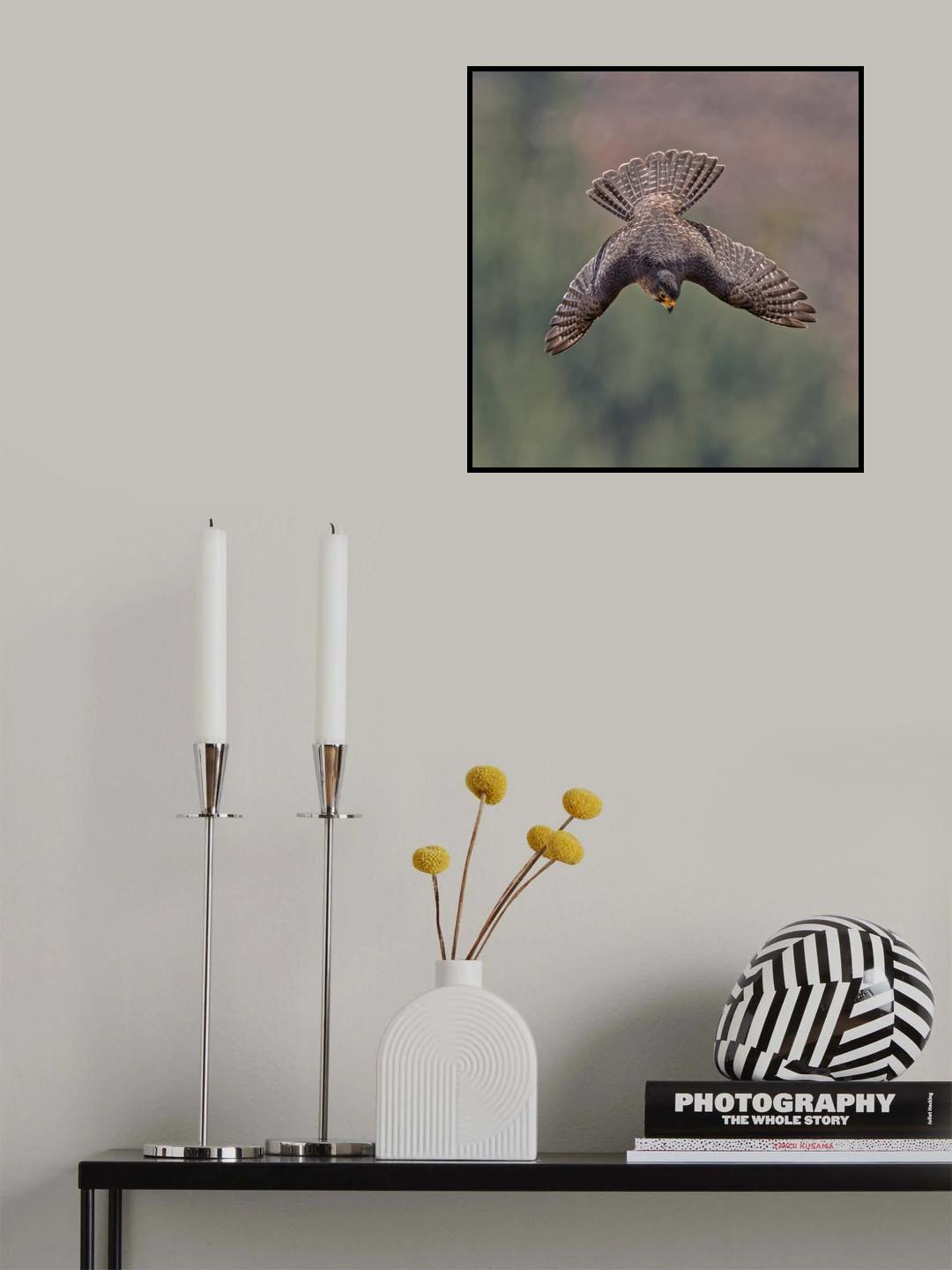 Kārearea 91 Poster och Canvastavla