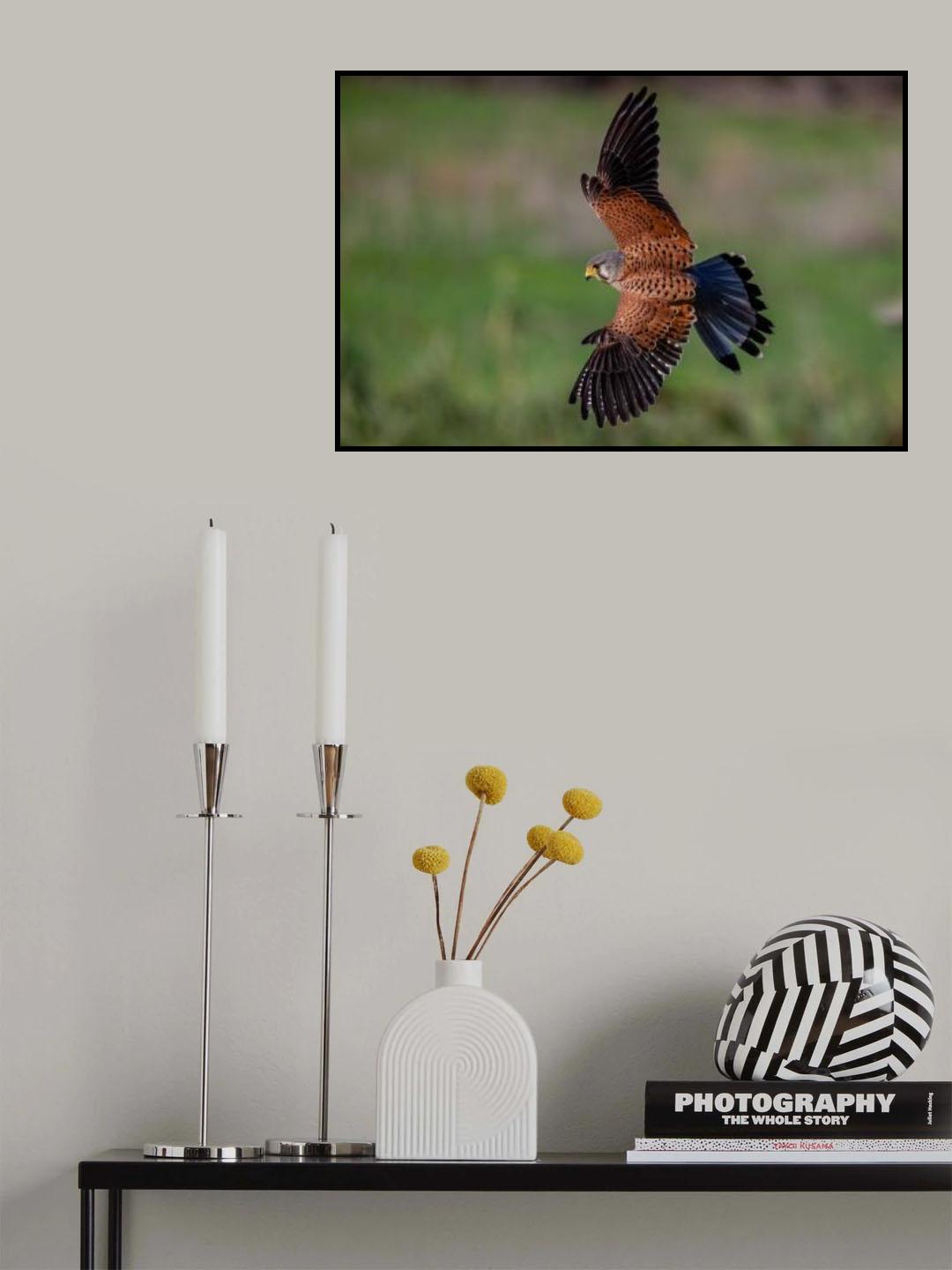 Spectacular kestrel in rapid fading towards prey Poster och Canvastavla