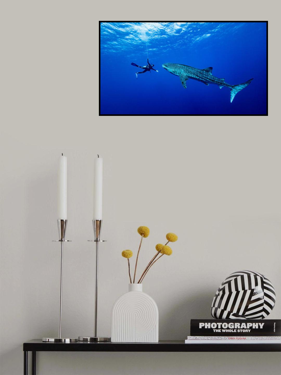 Playing with the Whale Shark Poster och Canvastavla