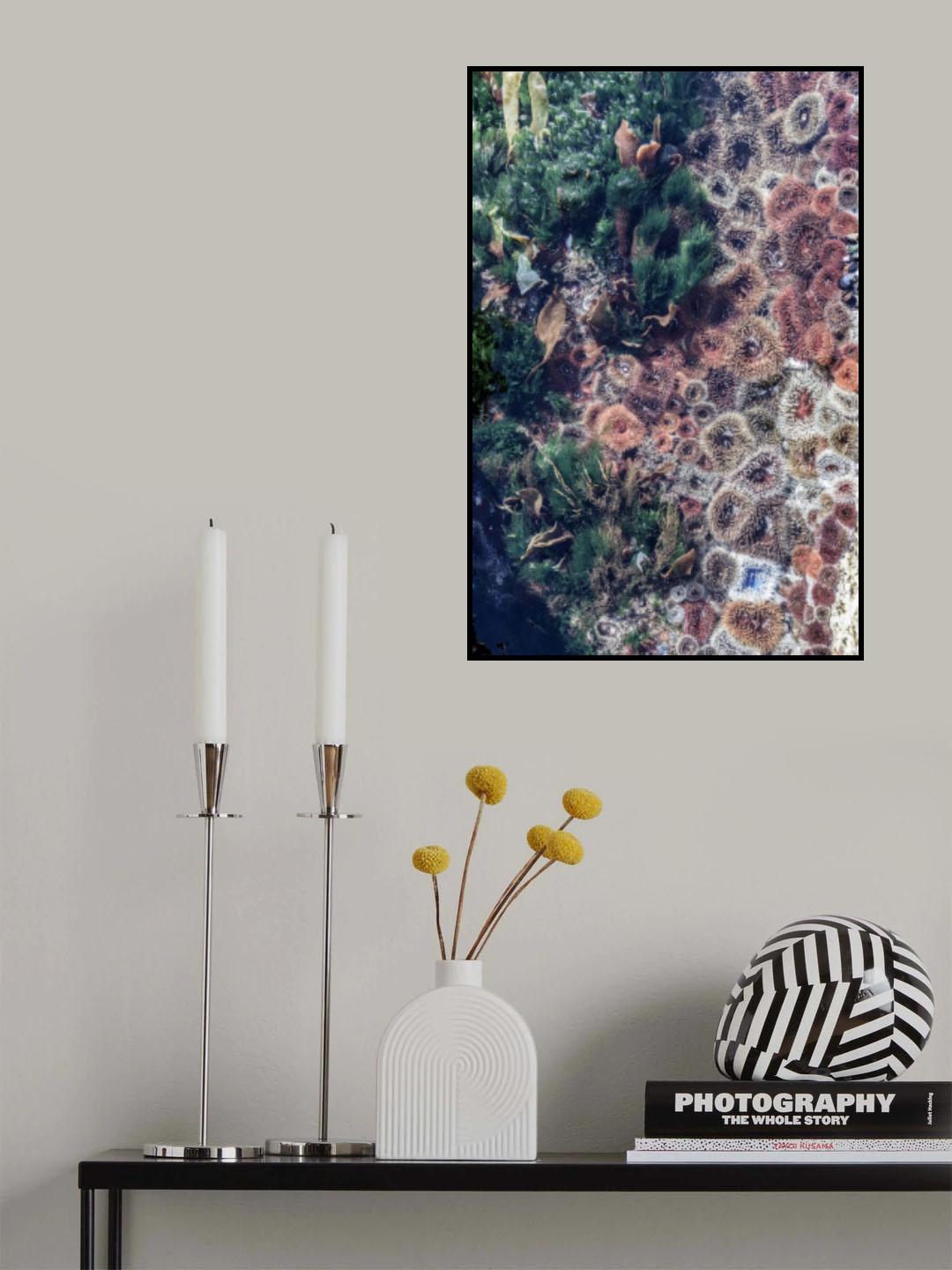 Ocean Curiosities Poster och Canvastavla