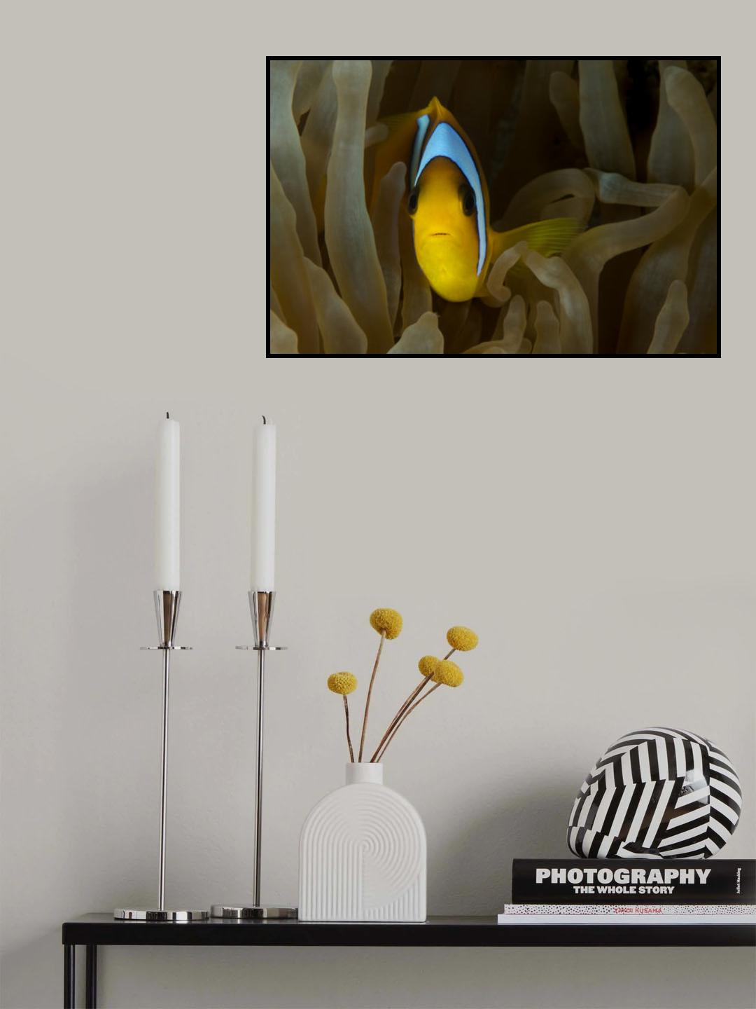 Clown Fish Poster och Canvastavla