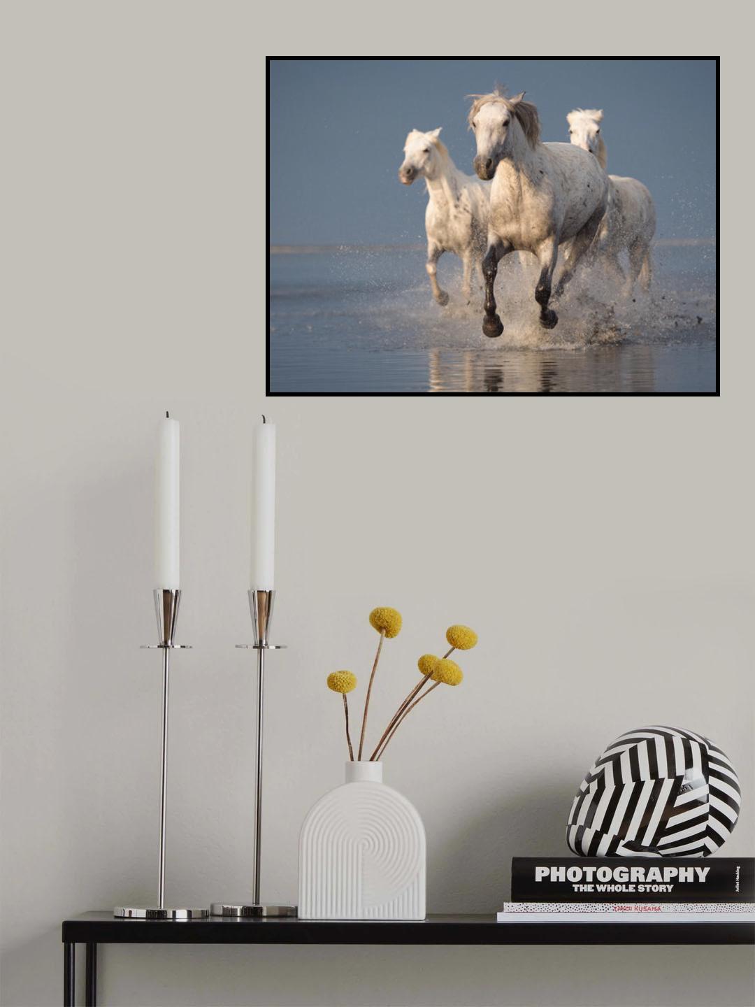 Camargue horses on sunset Poster och Canvastavla