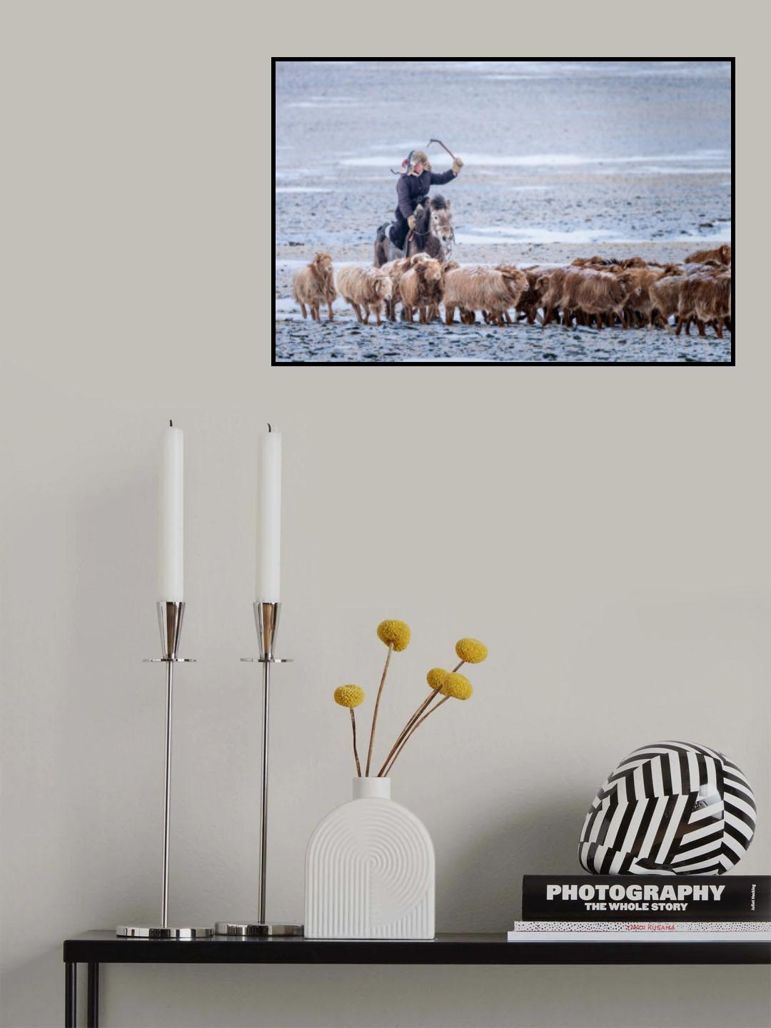 Eagle Hunter controlling his herd Poster och Canvastavla