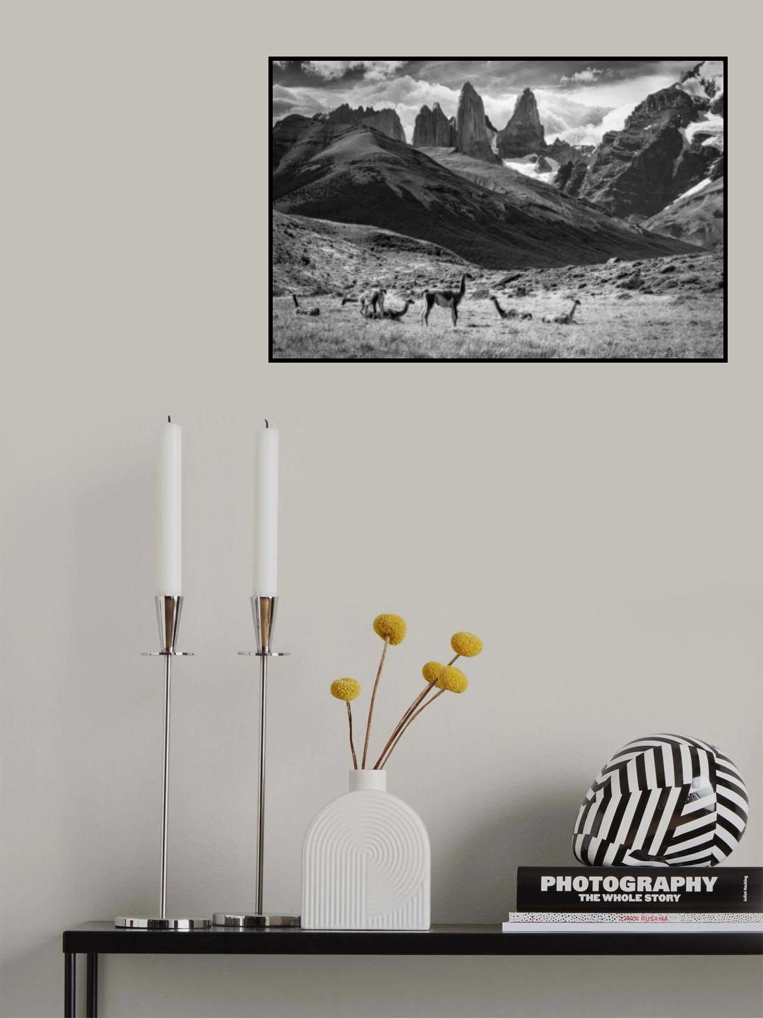 Guanacos Poster och Canvastavla