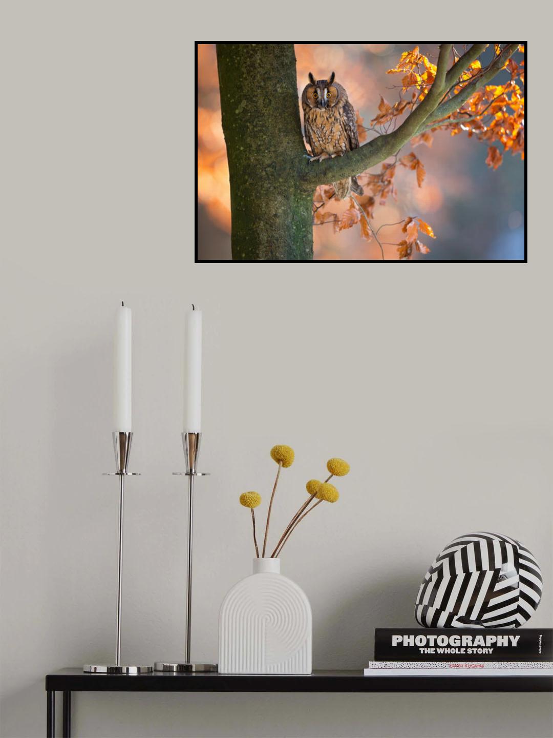 Long-Eared Owl Poster och Canvastavla
