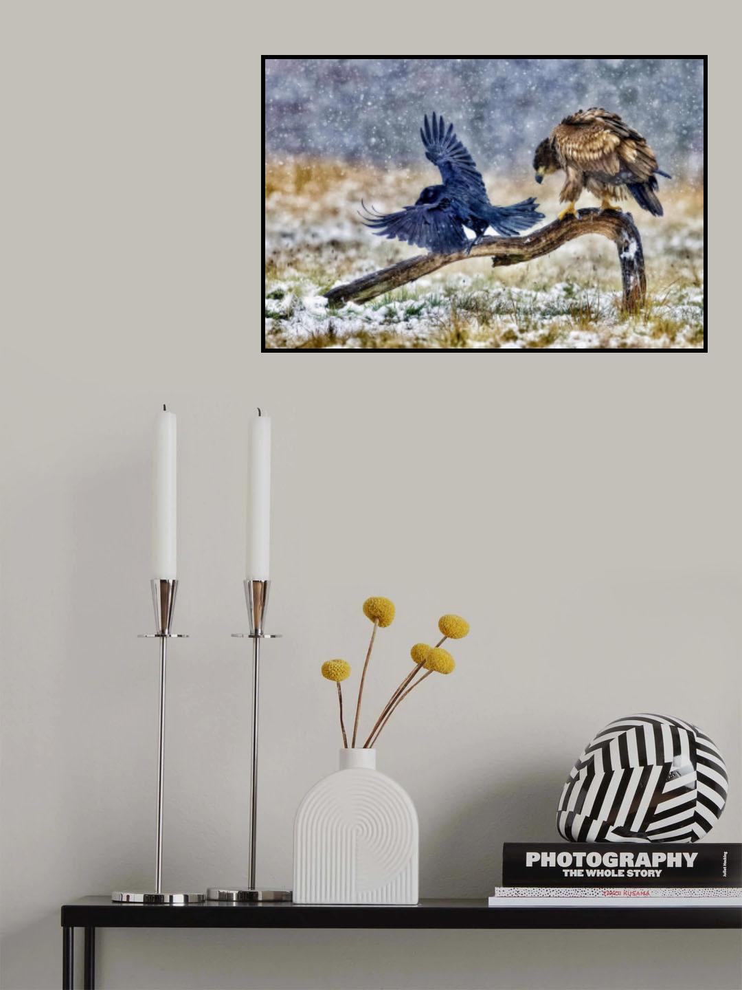 White-tailed eagle Poster och Canvastavla