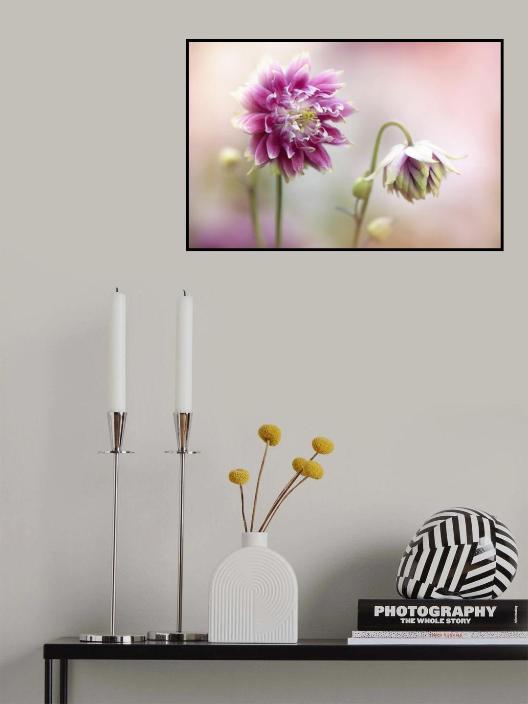 Aquilegia flowers Poster och Canvastavla