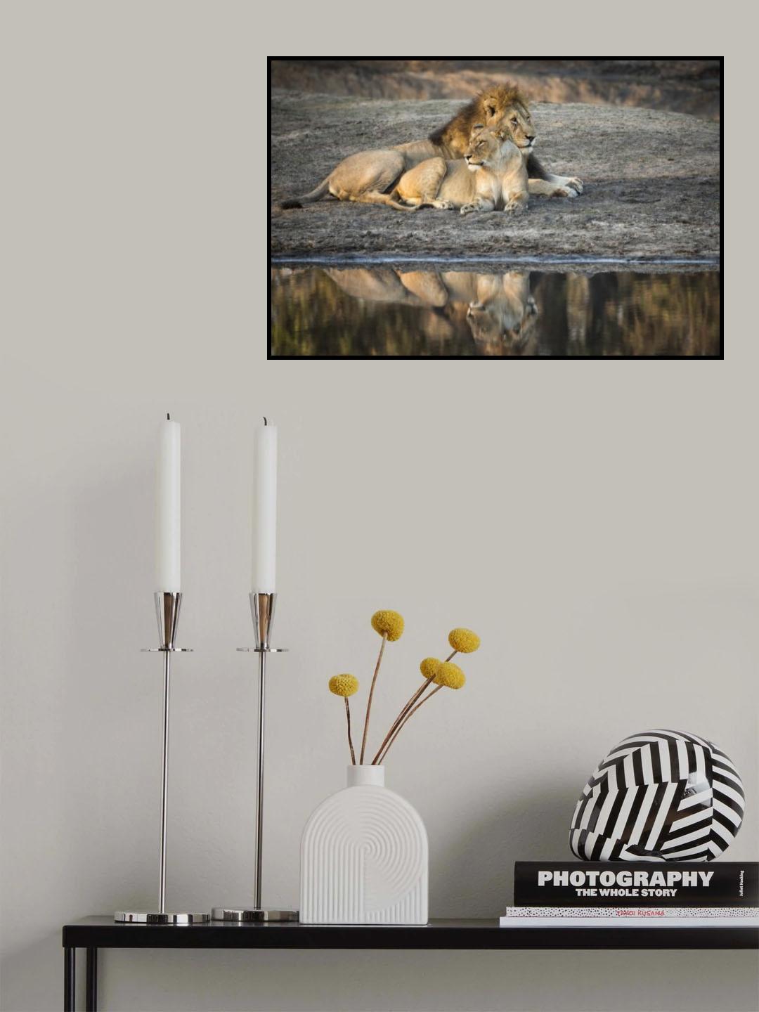 Lion Island Poster och Canvastavla