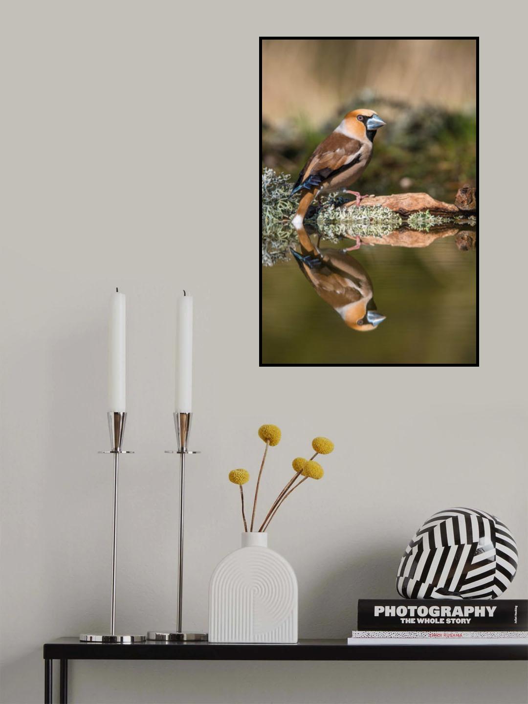 The Hawfinch, Coccothraustes coccothraustes Poster och Canvastavla