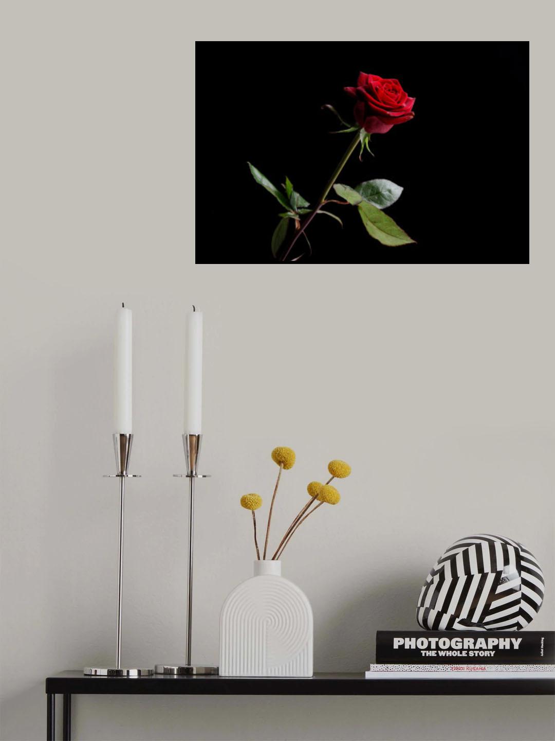red rose Poster och Canvastavla
