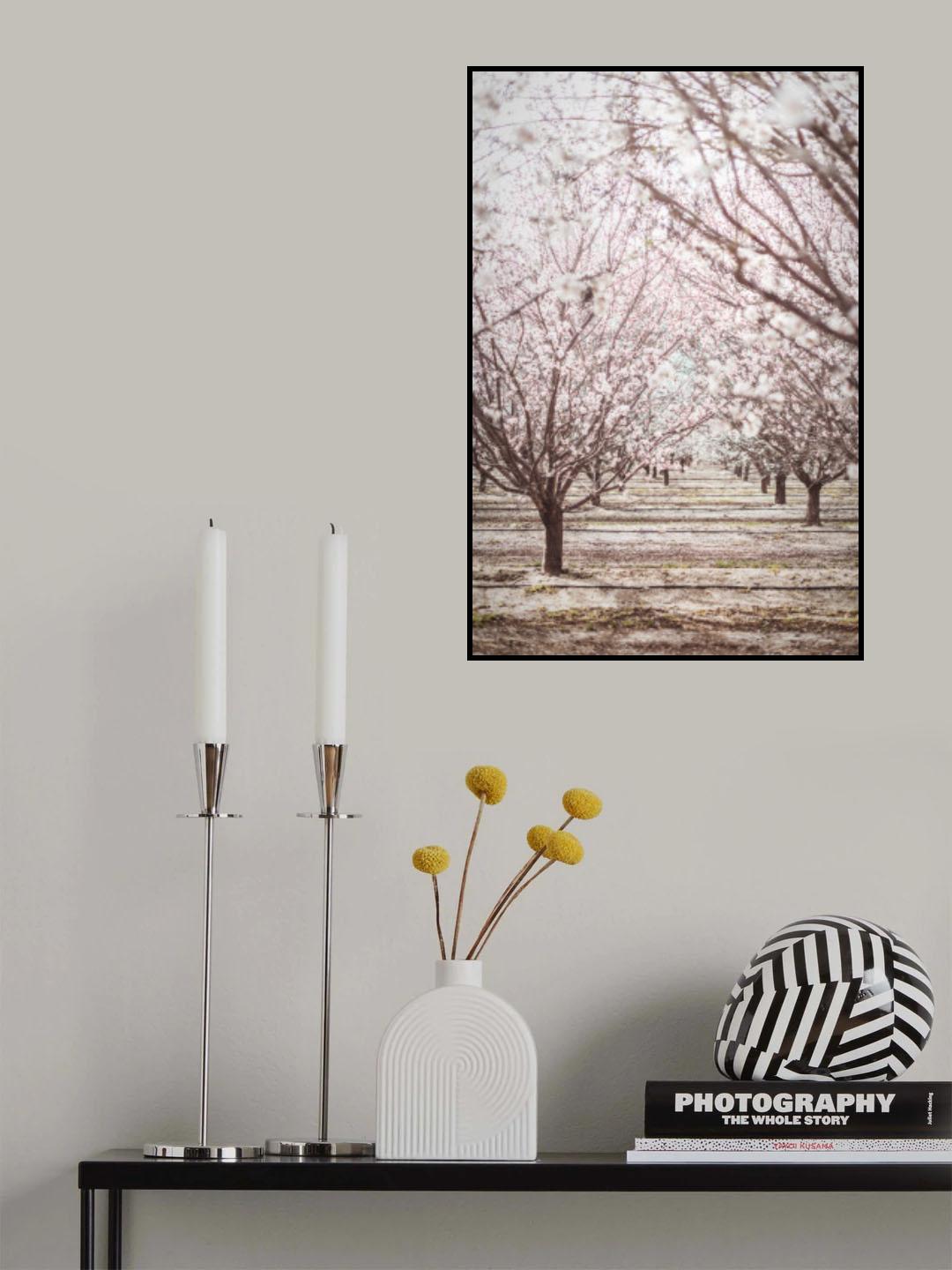 Almond Orchard Poster och Canvastavla