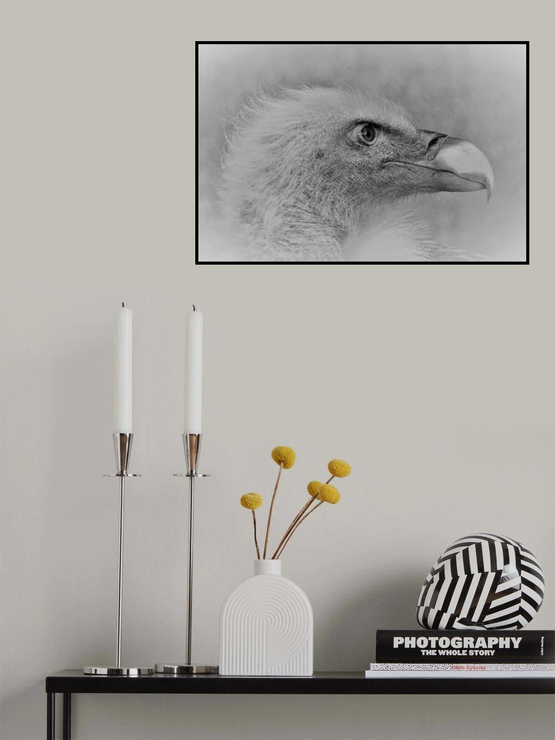 Bald eagle Poster och Canvastavla